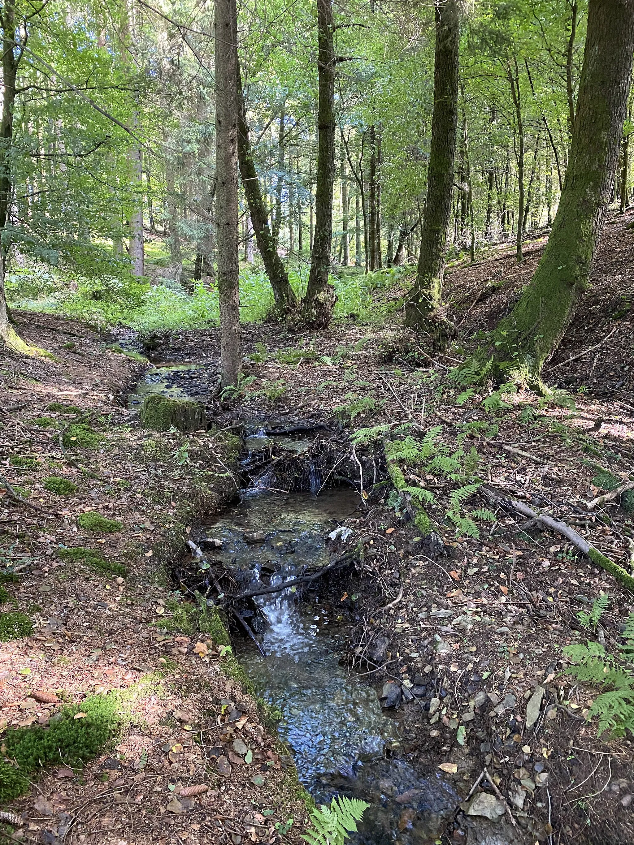 Photo showing: Oberlauf des Harthbaches im Naturschutzgebiet Harthbachtal mit Nebenbächen und Hangwäldern