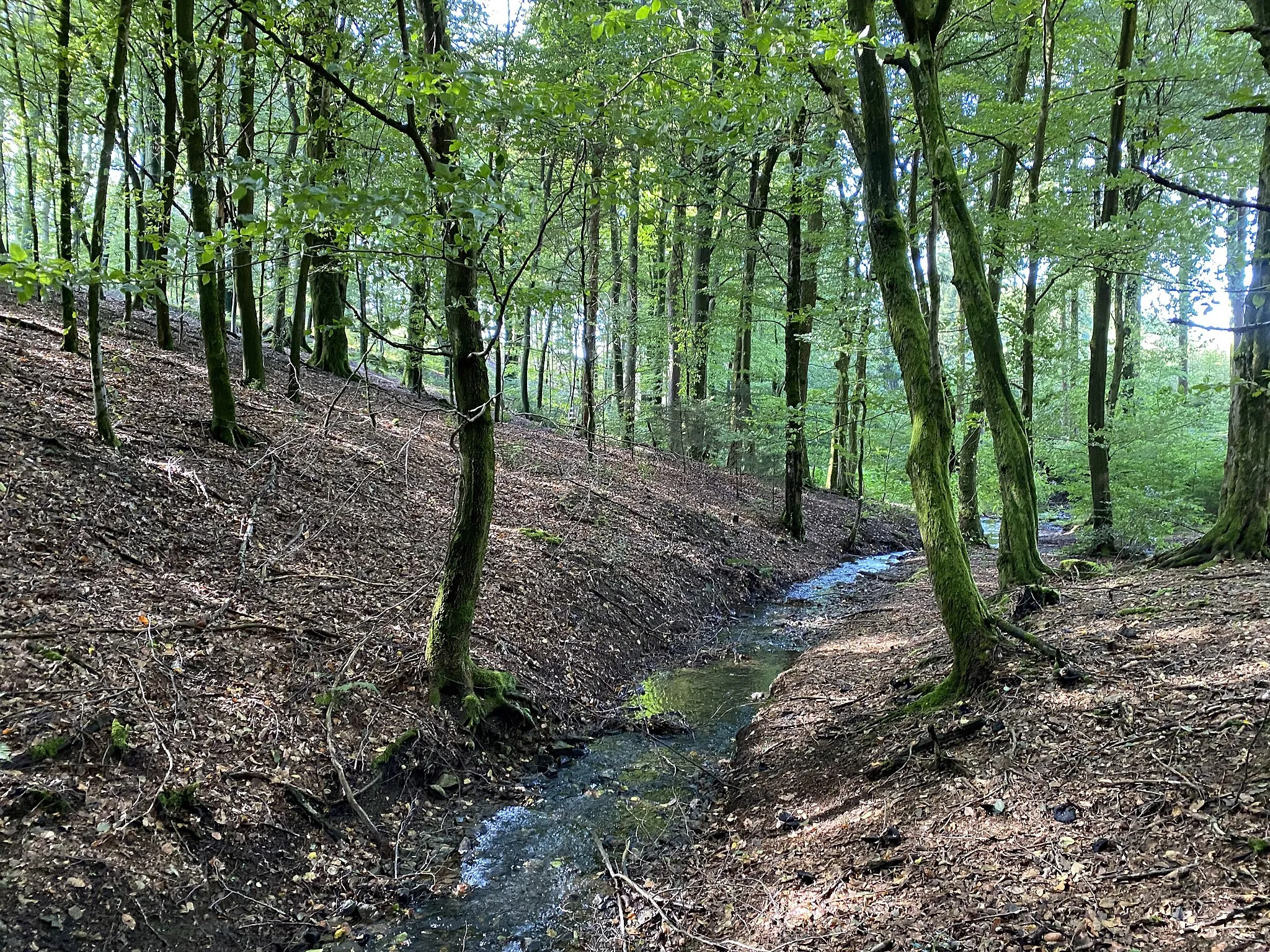 Photo showing: Oberlauf des Harthbaches im Buchenwald westl. Vogelsholl im Naturschutzgebiet Harthbachtal mit Nebenbächen und Hangwäldern