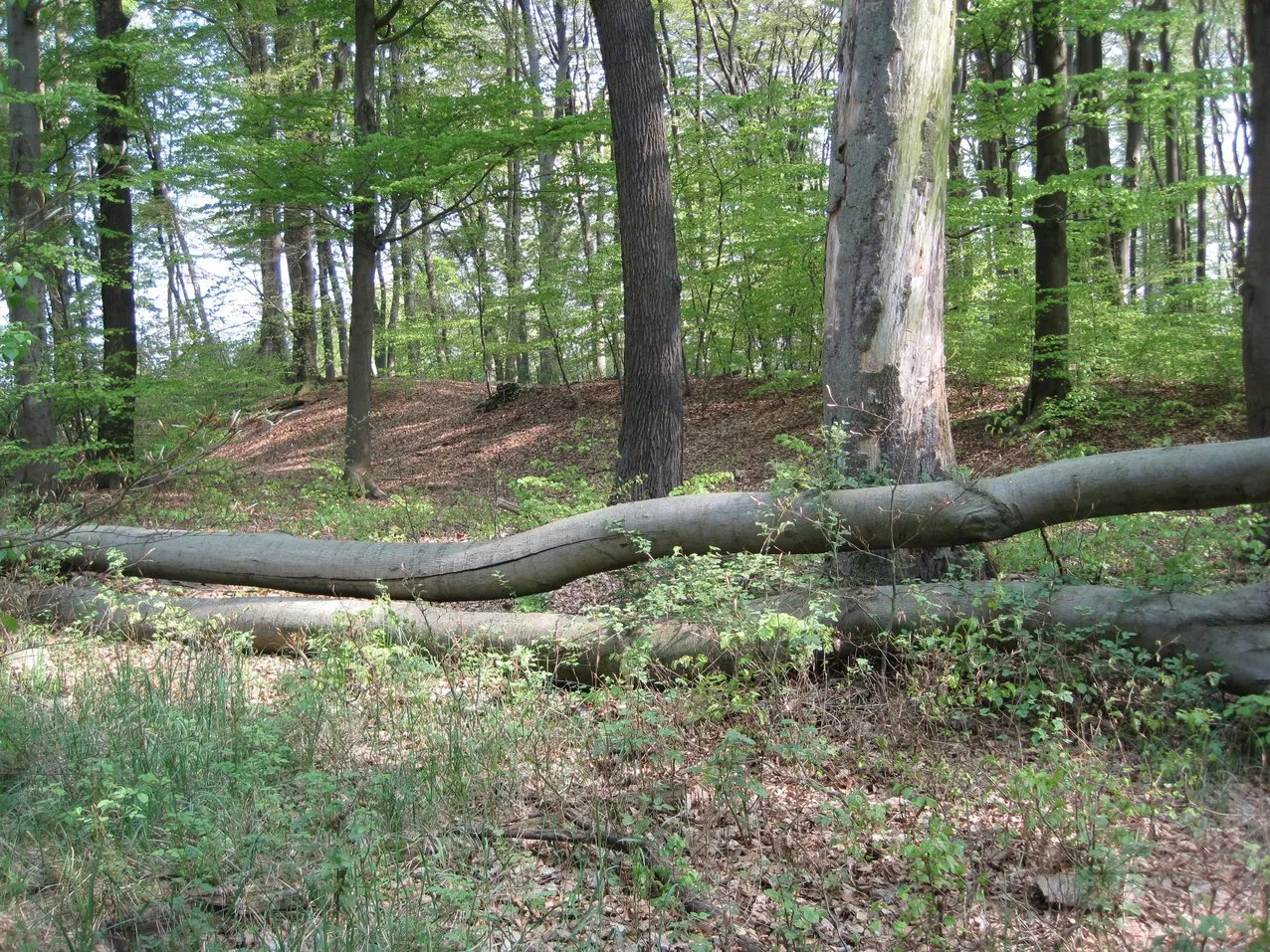 Photo showing: Ringwall Güldenberg, Blick auf die westliche Anlage