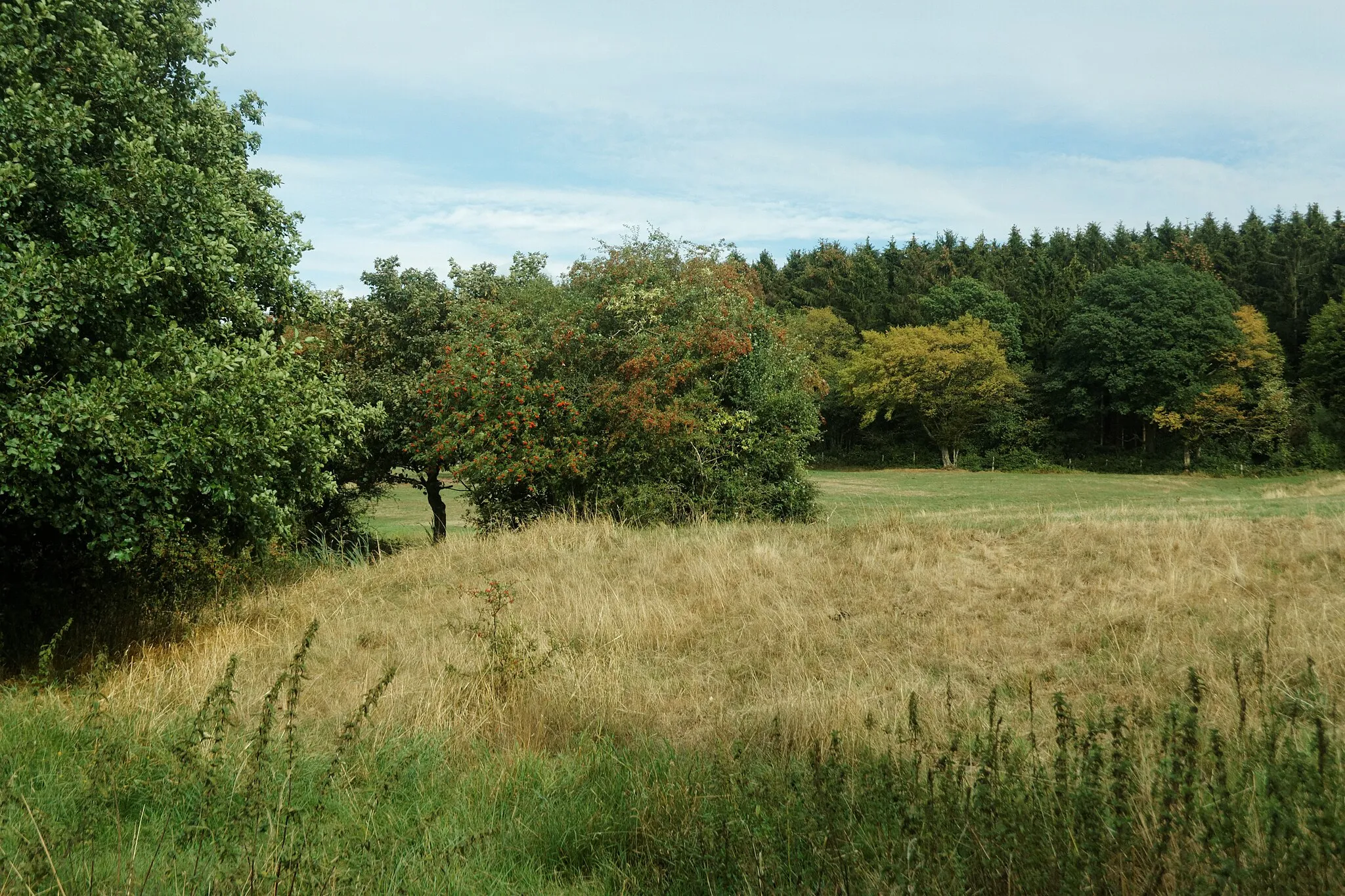 Photo showing: Naturschutzgebiet Horstbend-Mausbachquelle