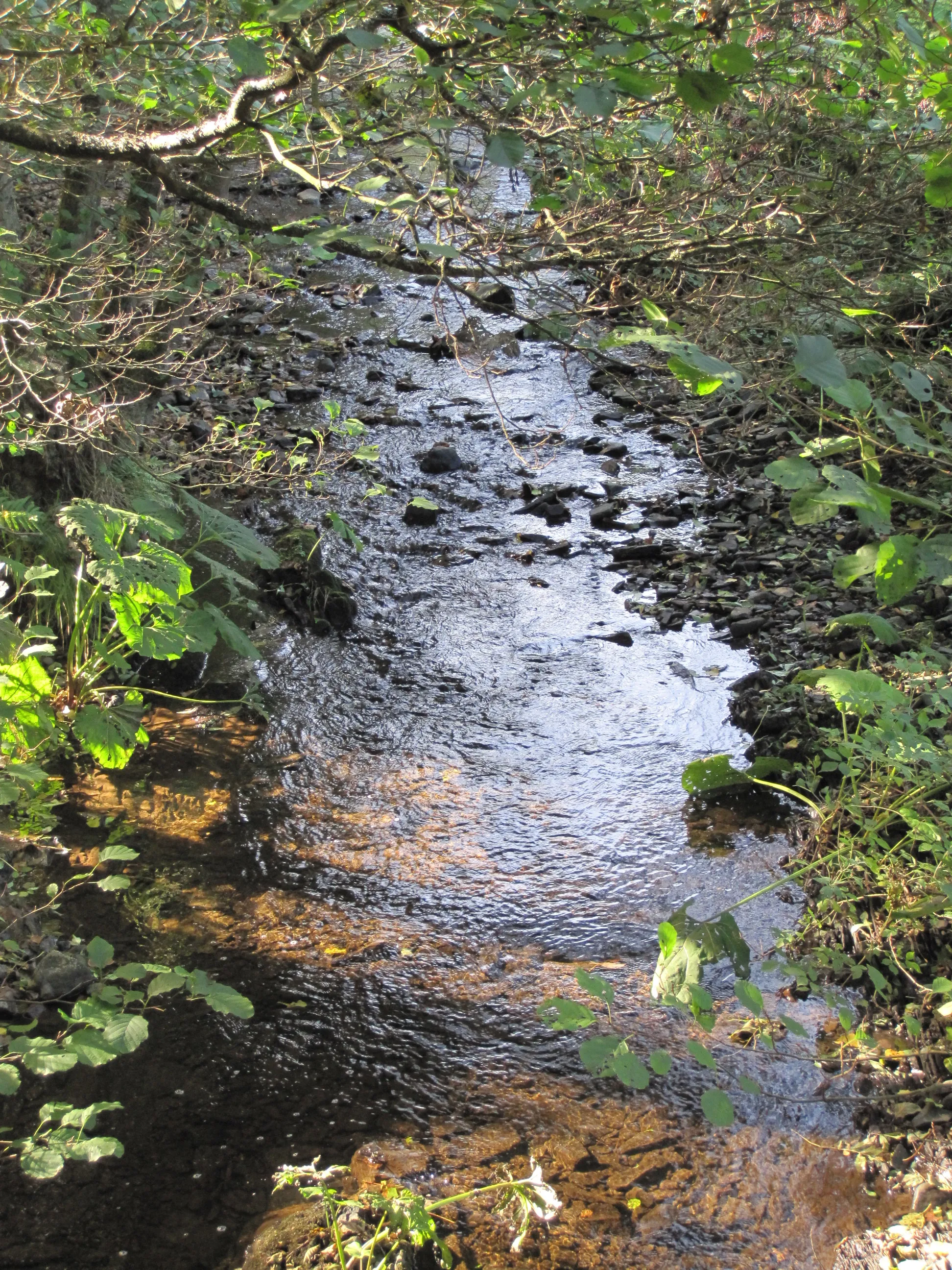 Photo showing: Sahrbach zwischen Burgsahr und Kreuzberg