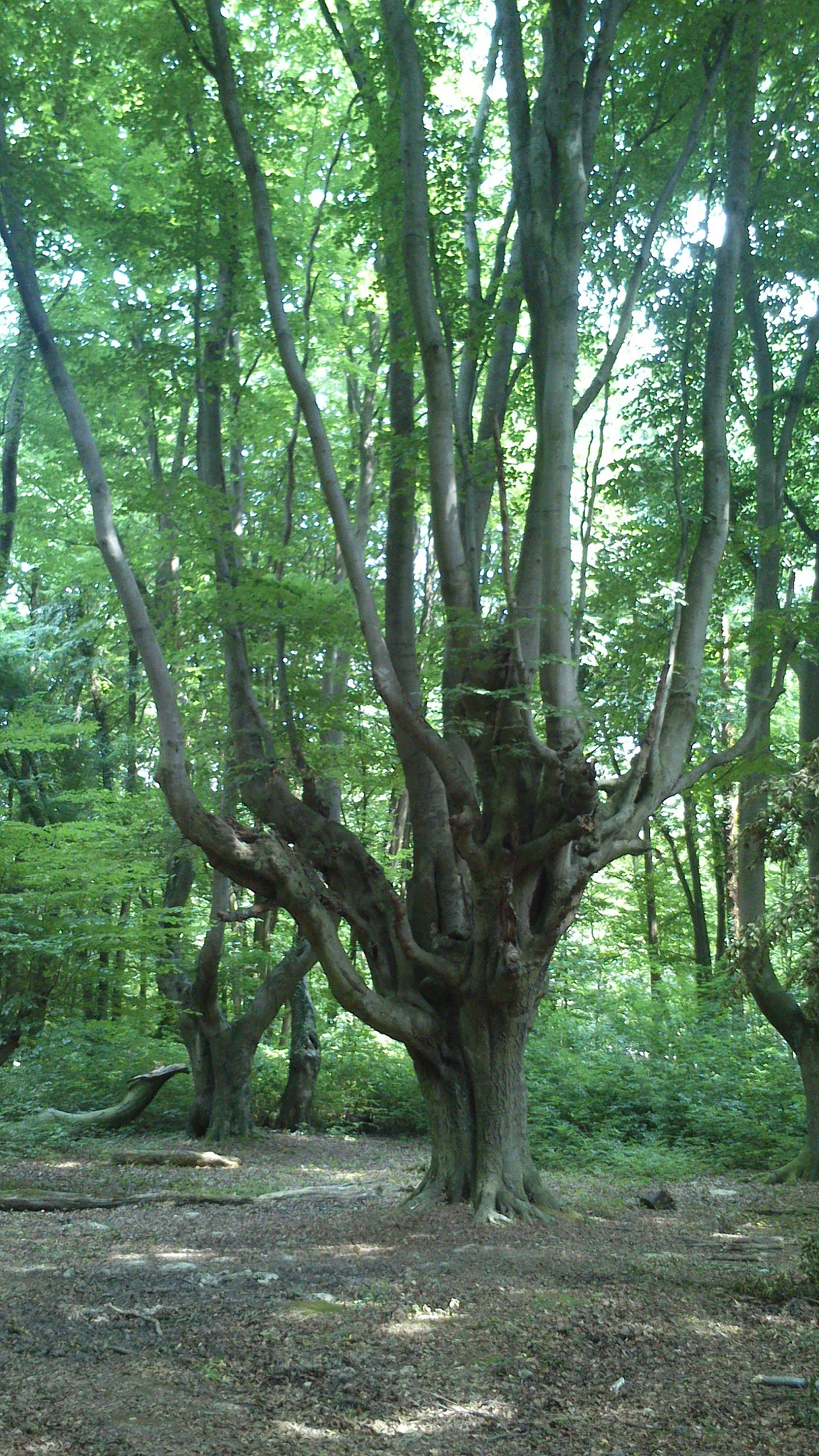 Photo showing: Kopfbuche im Kottenforst (Bonn)