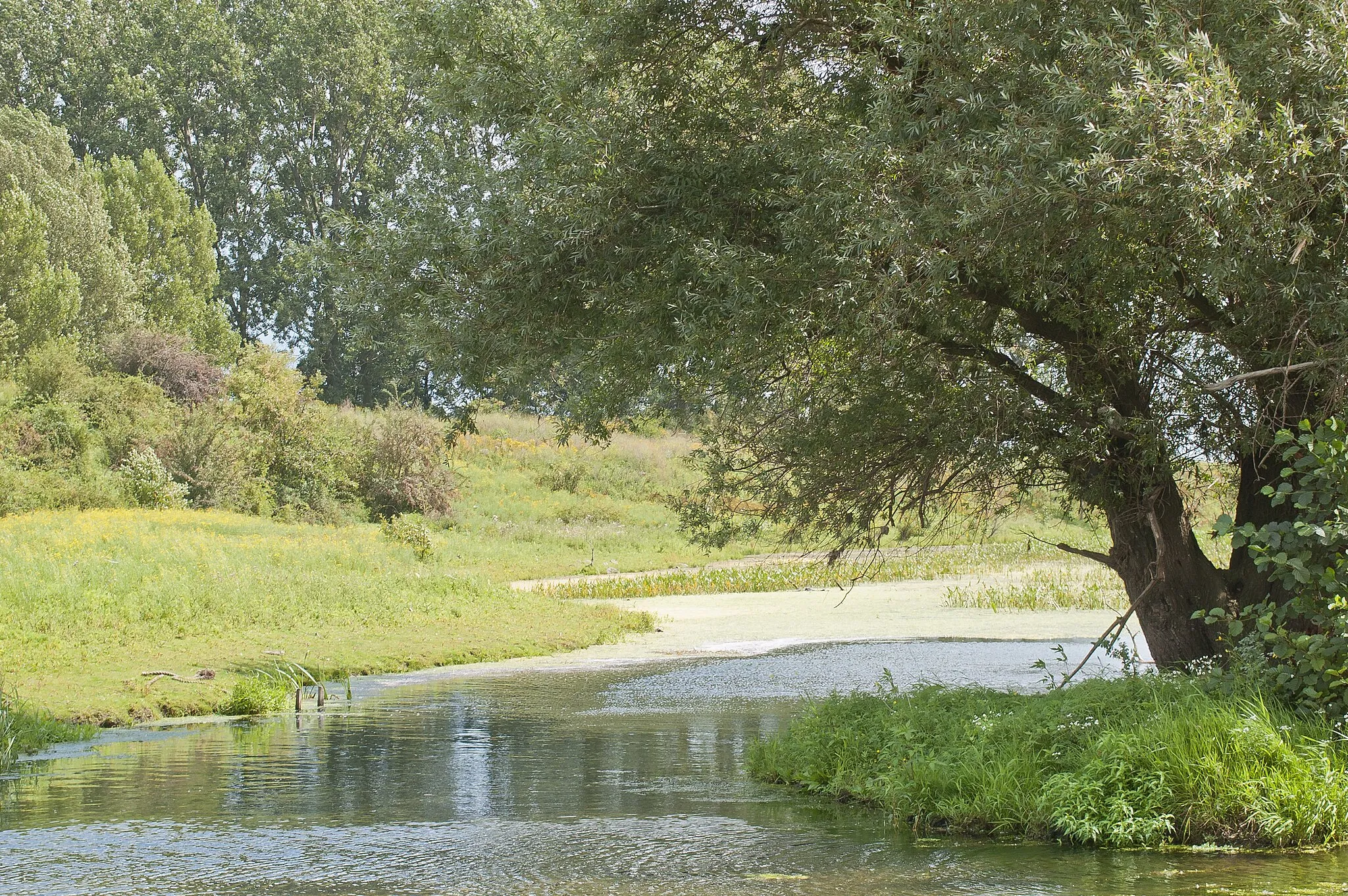 Photo showing: Feuchtbiotop (Altarm?) zwischen Maas-Stauwehr Linne und der Schleuse Heel mit Anschluss an die Maas - Überflutungsraum bei Hochwasser. Gelegen zwischen der Maas auf Höhe km 69 und Gerling- bzw. Spoorplas.