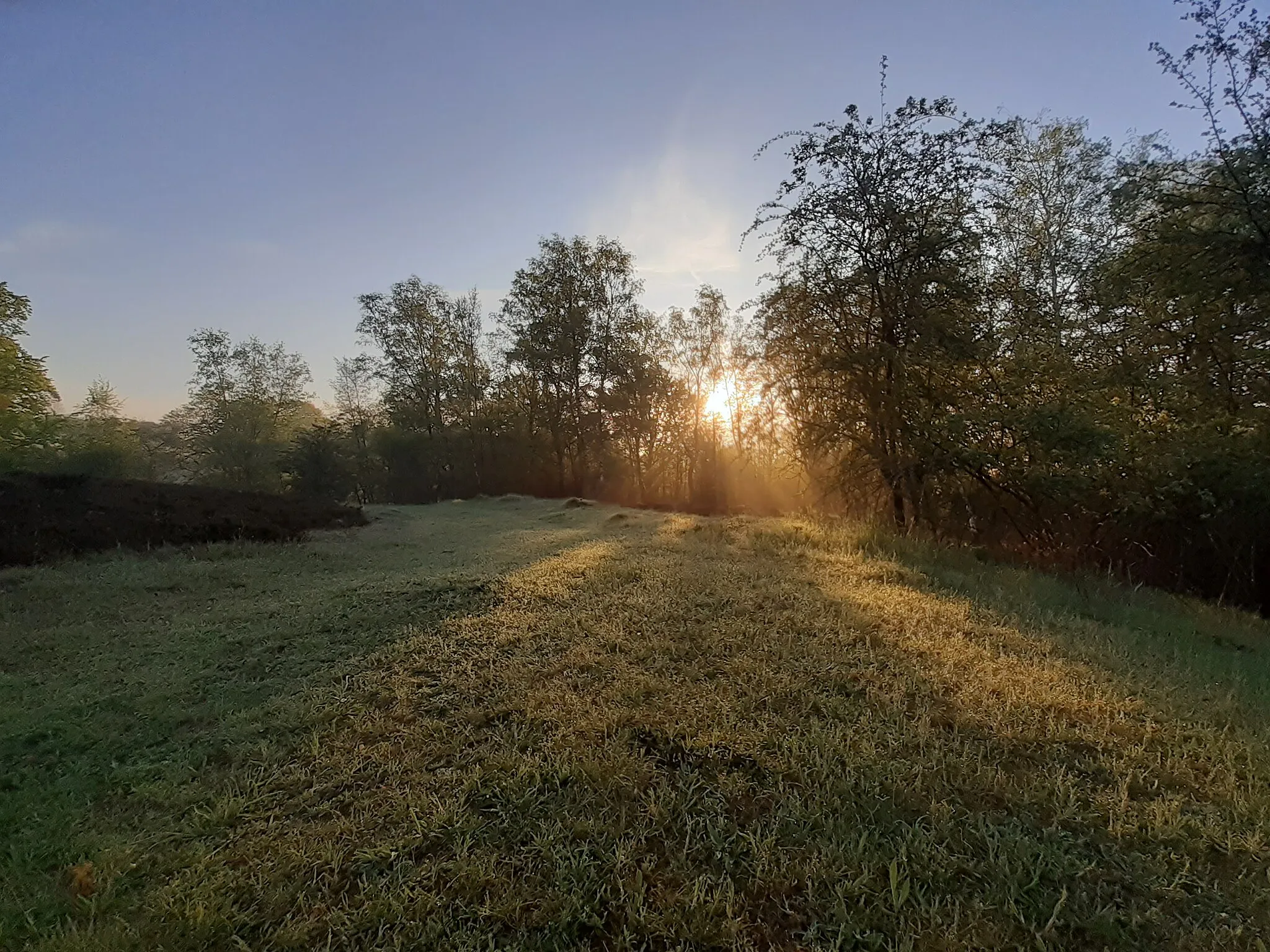Photo showing: Sonnenaufgang am Mittwochmorgen des 13.05.2021 im Landschaftsschutzgebiet Scharpennacken (Wuppertal), als die ersten wärmenden Sonnenstrahlen sich ihren Weg zwischen den Weißbirken und Buchen hindurch bahnen.