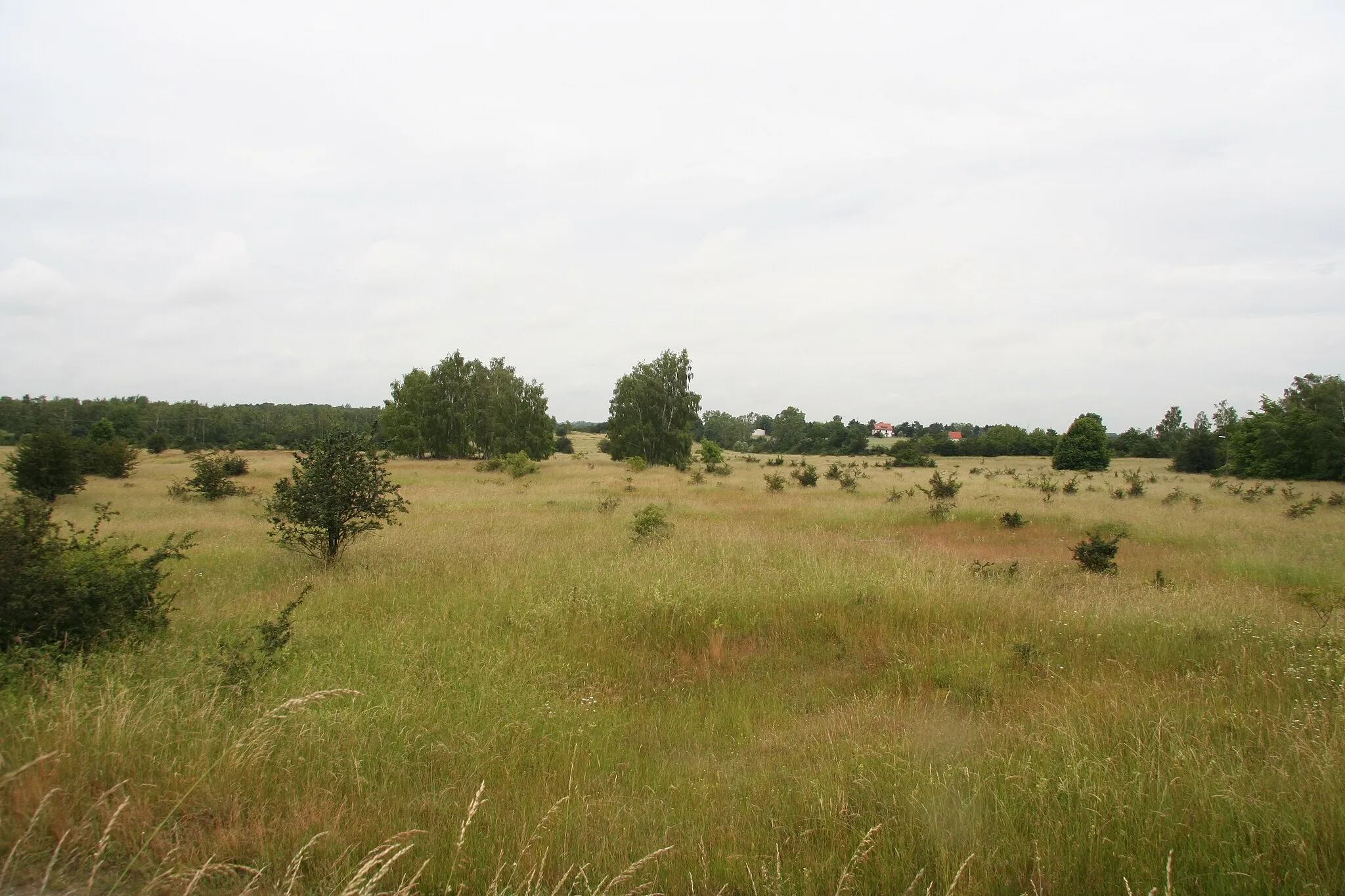 Photo showing: Naturschutzgebiet Alte See - Ruhmberg