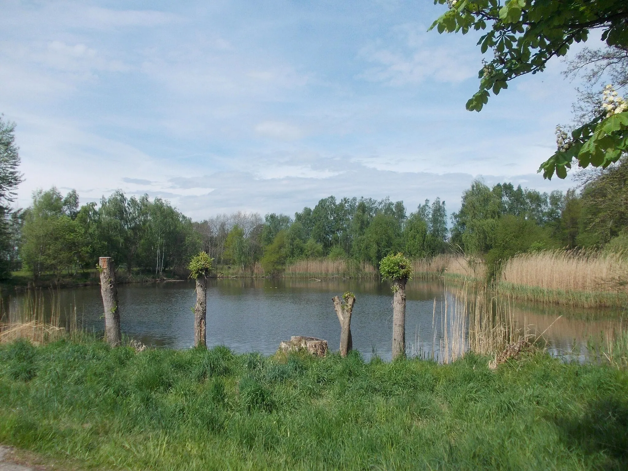 Photo showing: Pond near Schwemsal (Muldestausee, Anhalt-Biterfeld district, Saxony-Anhalt), Dübener Heide Nature Park