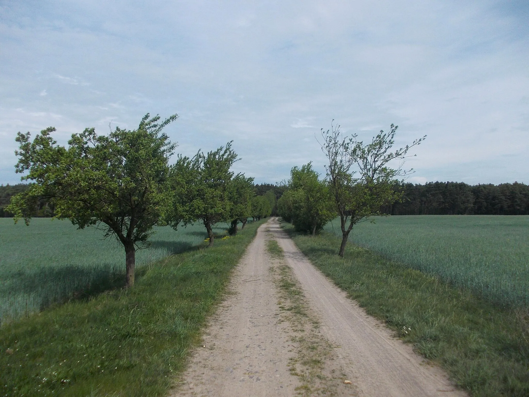 Photo showing: Avenue near Schwemsal (Muldestausee, Anhalt-Bitterfeld district, Saxony-Anhalt) in the Dübener Heide Nature Park
