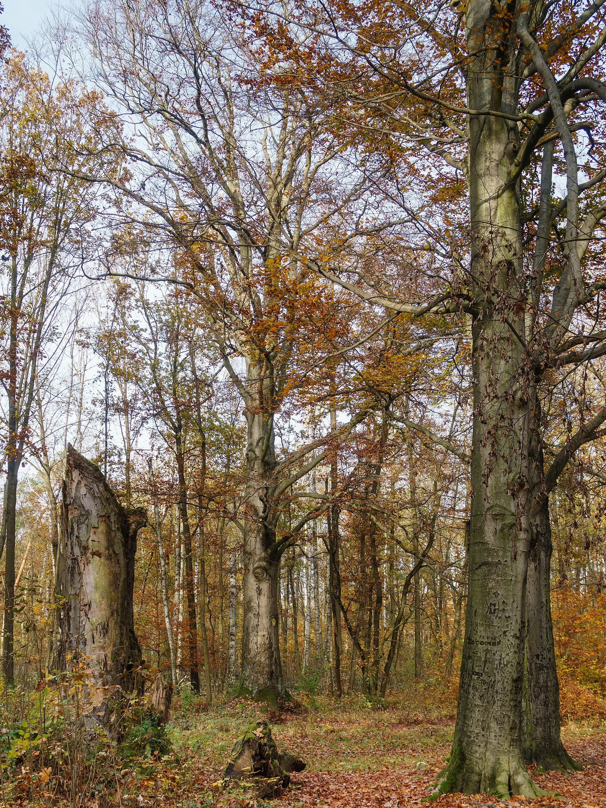 Photo showing: Naturdenkmal Rotbuchen im Gotenholz am Sorgenweg (oder Weißackerweg) in Machern