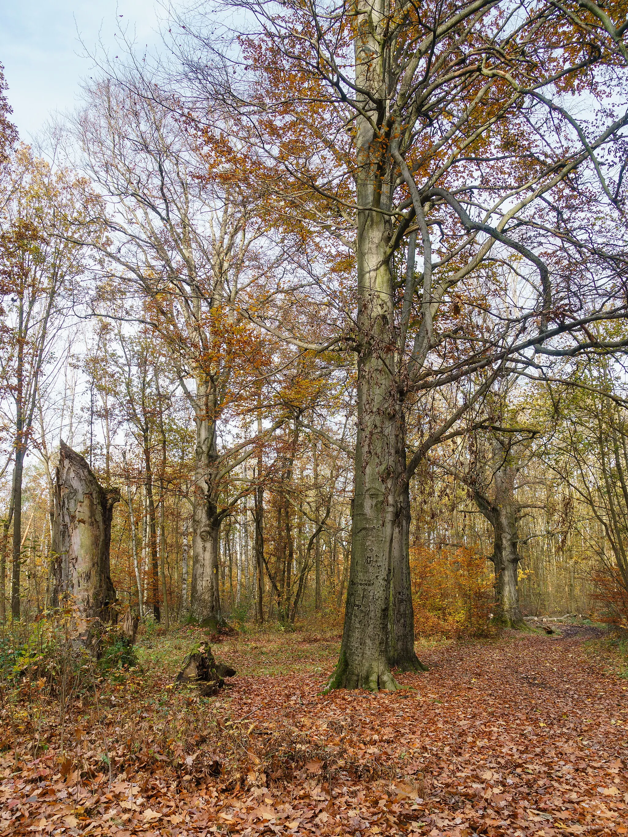 Photo showing: Naturdenkmal Rotbuchen im Gotenholz am Sorgenweg (oder Weißackerweg) in Machern