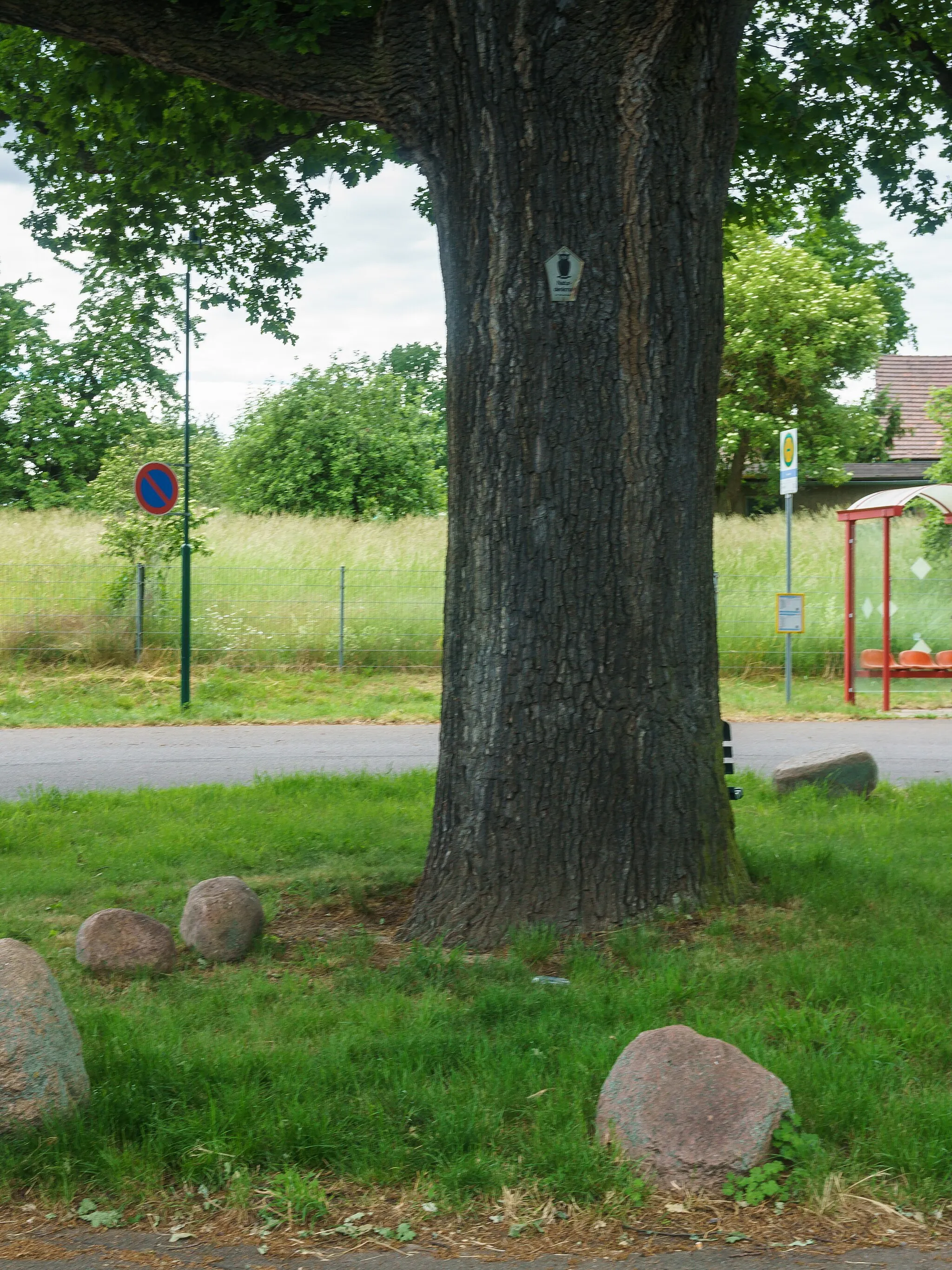 Photo showing: Naturdenkmal Stieleiche (Quercus robur) auf dem Kreisel in Borna OT Haubitz ND-Nr. 08