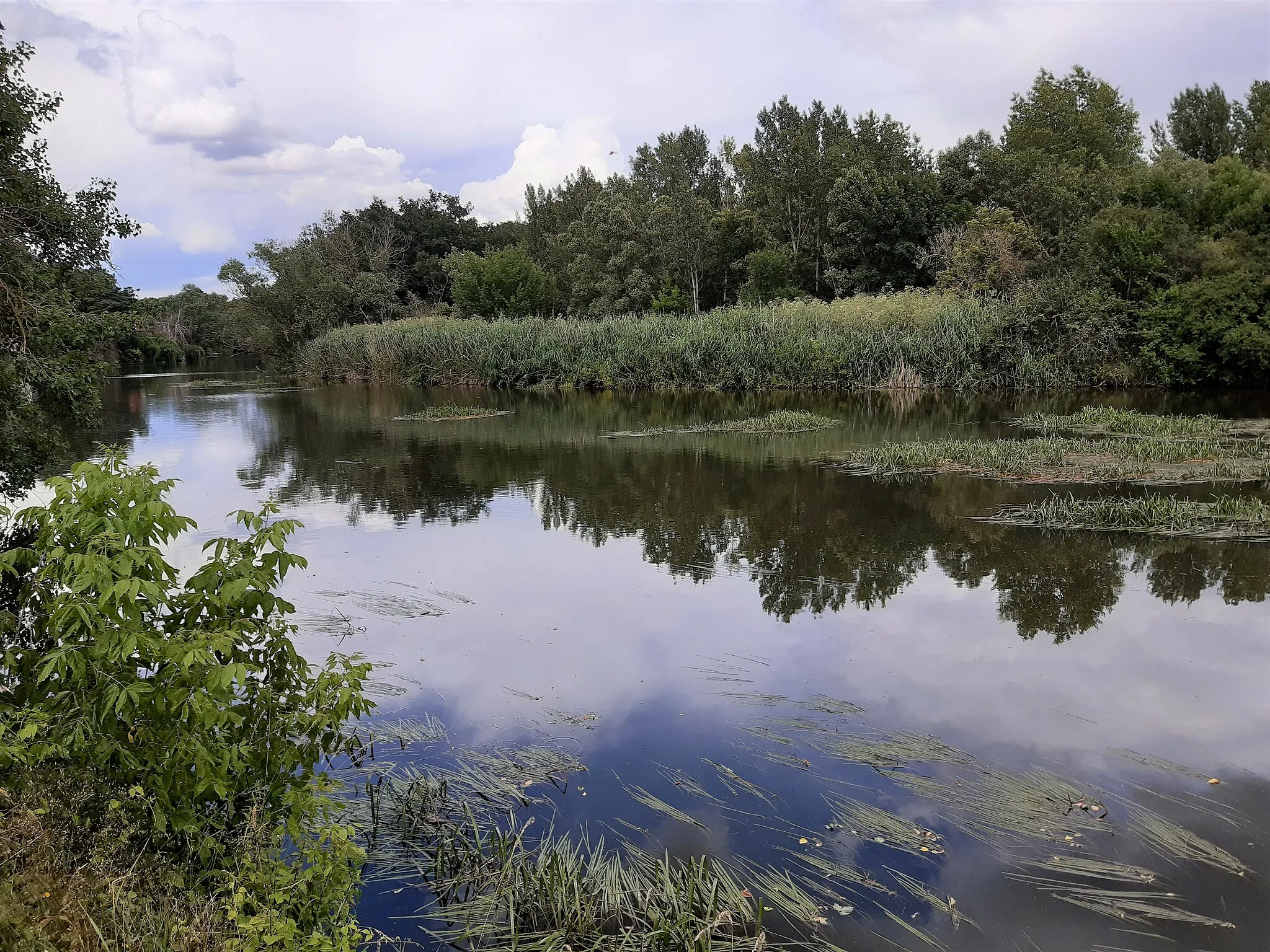 Photo showing: Am Saale-Altarm in Rattmannsdorf (Hohenweiden), Gemeinde Schkopau