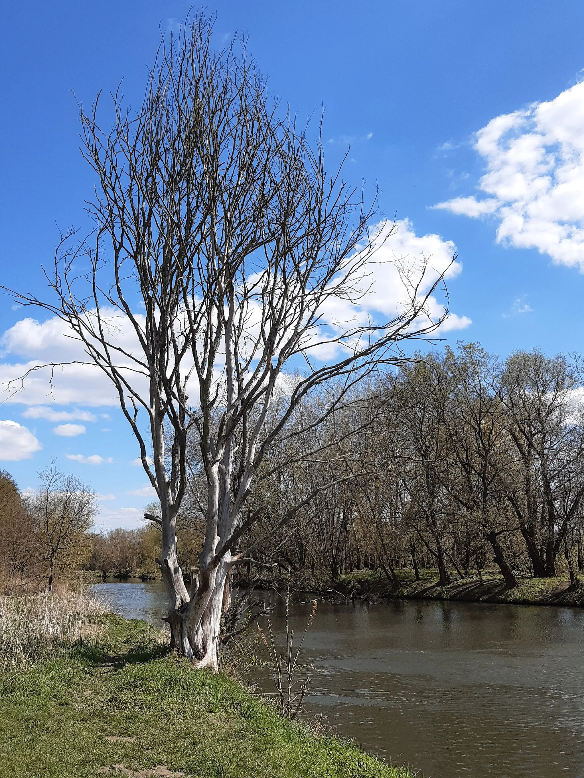 Photo showing: Am rechten Ufer der Weißen Elster in Halle-Silberhöhe, kurz vor der Elstermündung