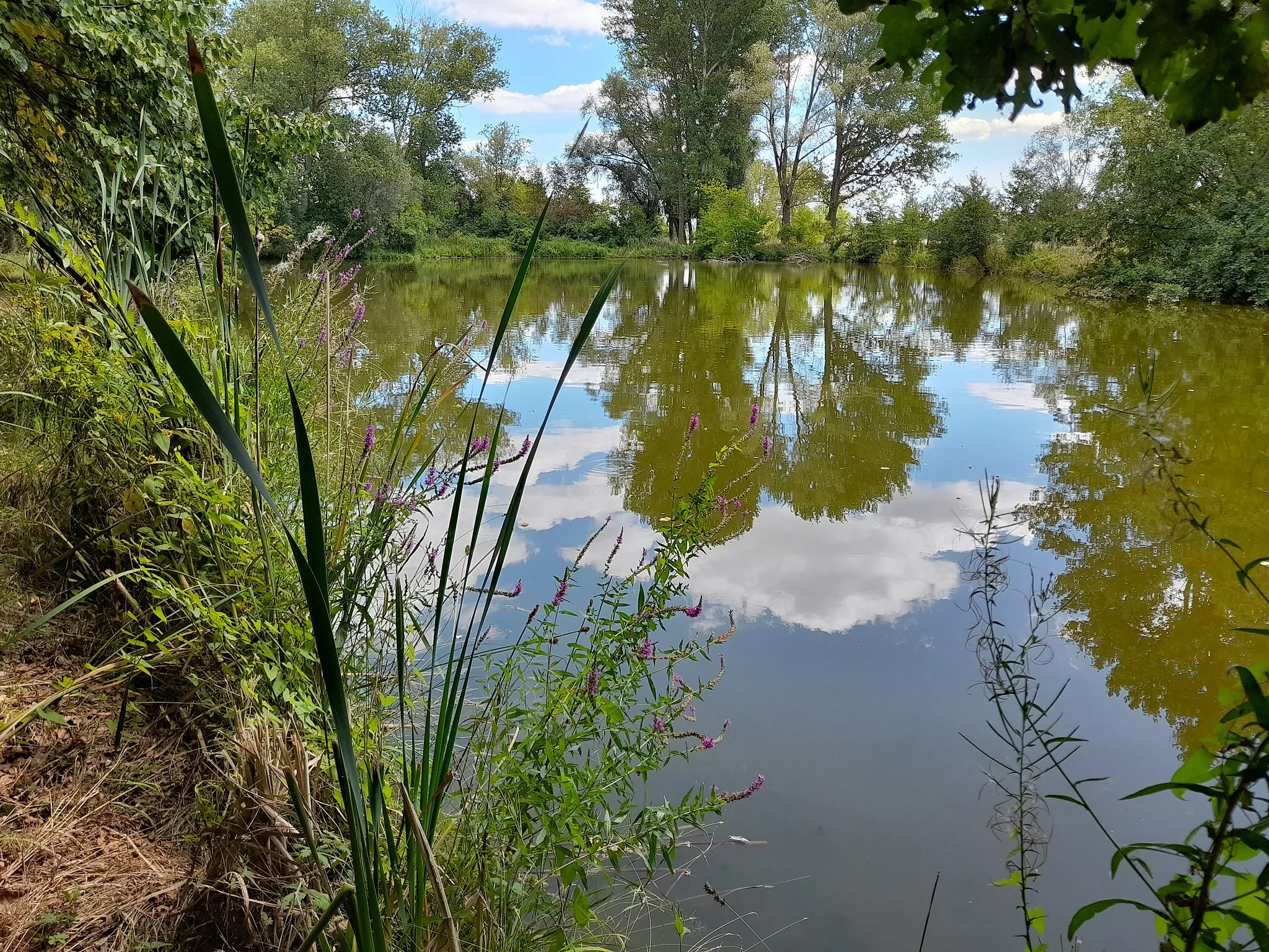 Photo showing: Spitzteich in Zweimen