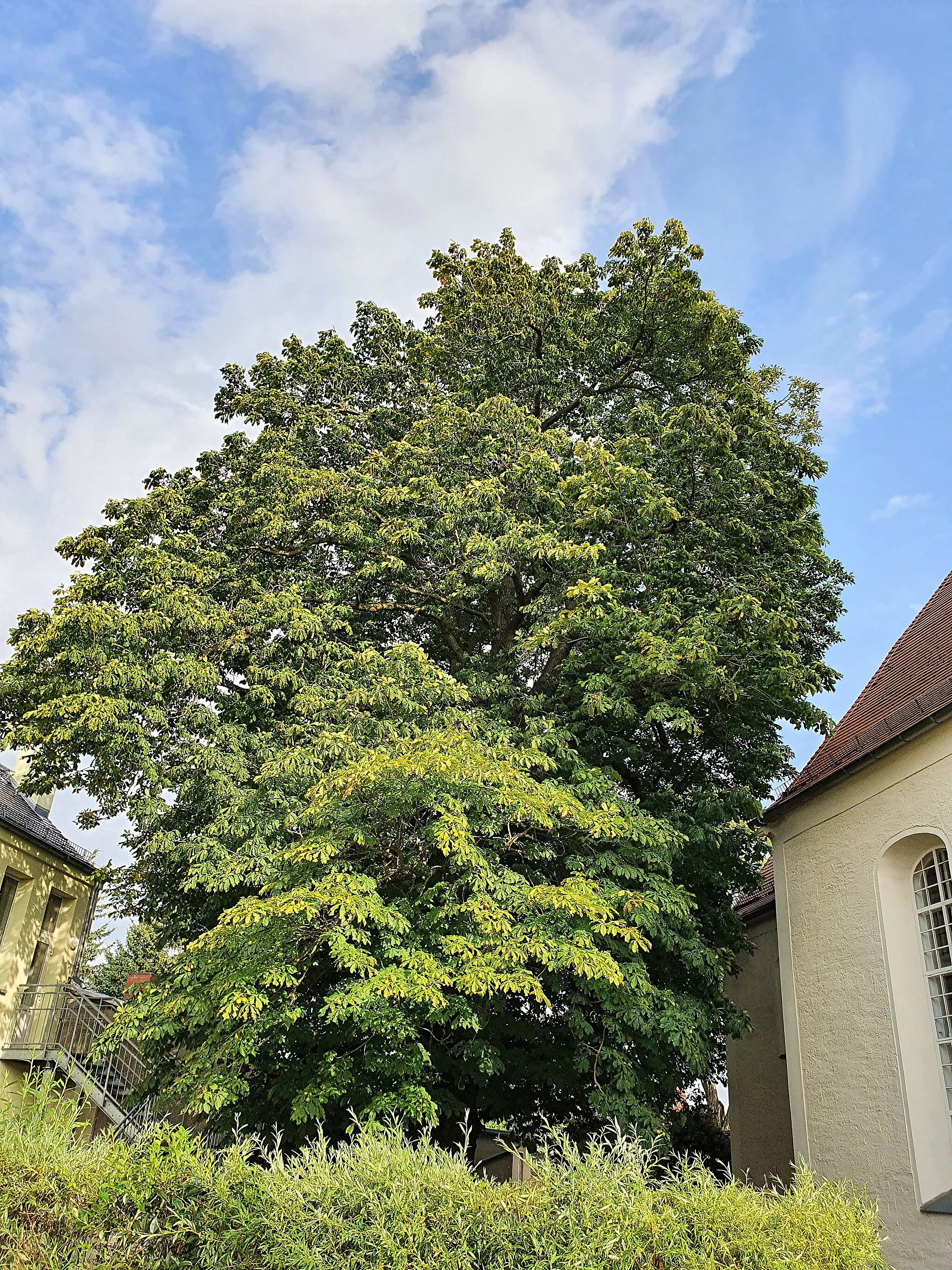 Photo showing: Naturdenkmal: Rosskastanie ('Aesculus hippocastanum') an der Kirche in Klinga, neben KiTa "Gänseblümchen" - Dorfstr.31