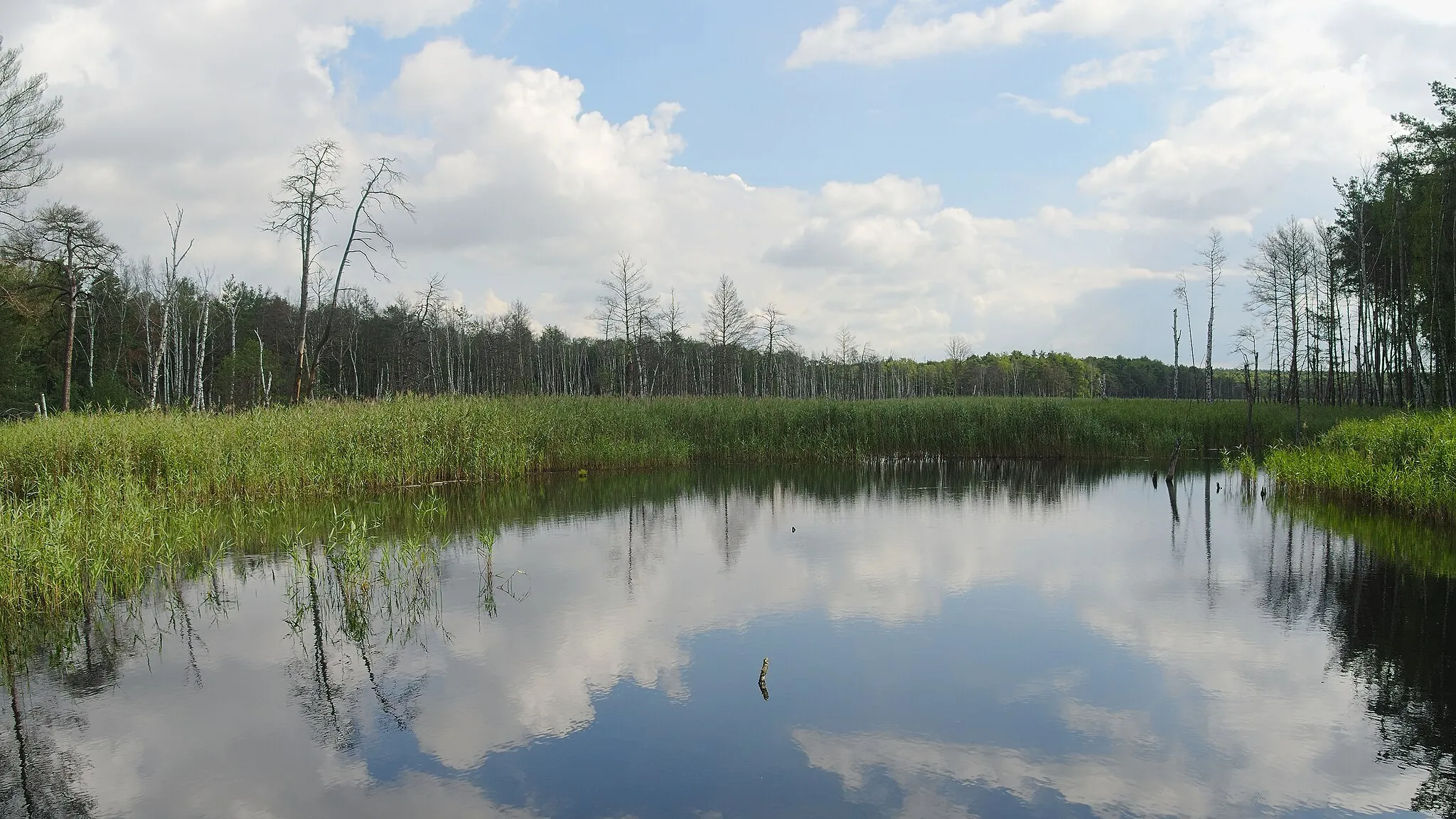 Photo showing: Zadlitzgraben. Aufgenommen im Presseler Moorgebiet, Laußig, Sachsen, Deutschland.