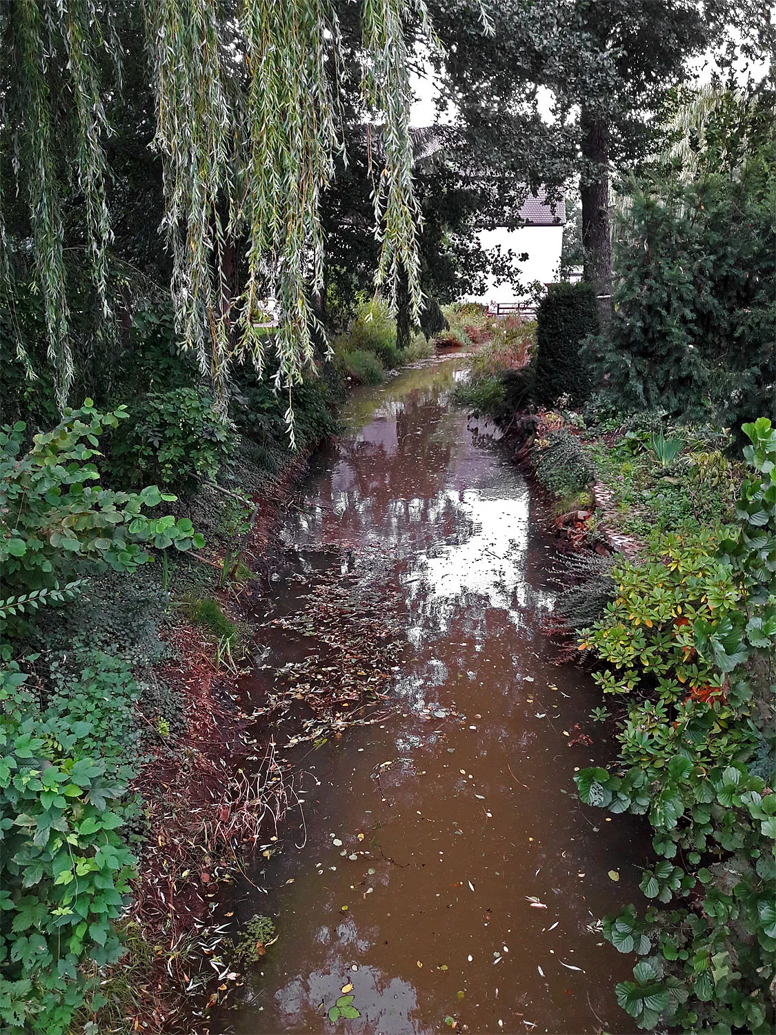 Photo showing: Schwarzbach in Bad Düben, ca. 200 m vor der Einmündung in die Mulde