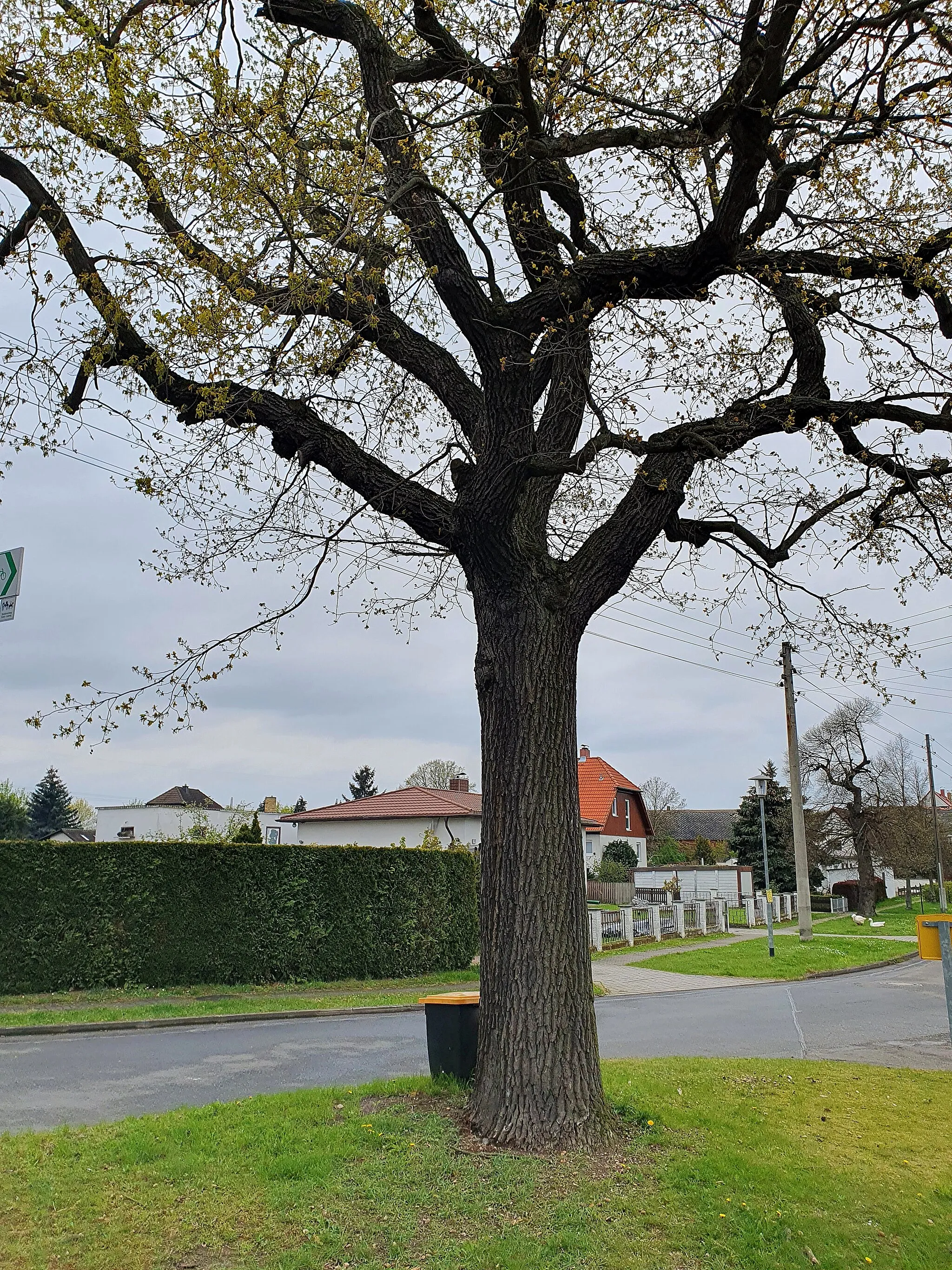 Photo showing: Naturdenkmal im Landkreis Nordsachsen: Stieleiche (Quercus robur) auf dem Dorfplatz Gerbisdorf, Gemeinde Schkeuditz, Sachsen