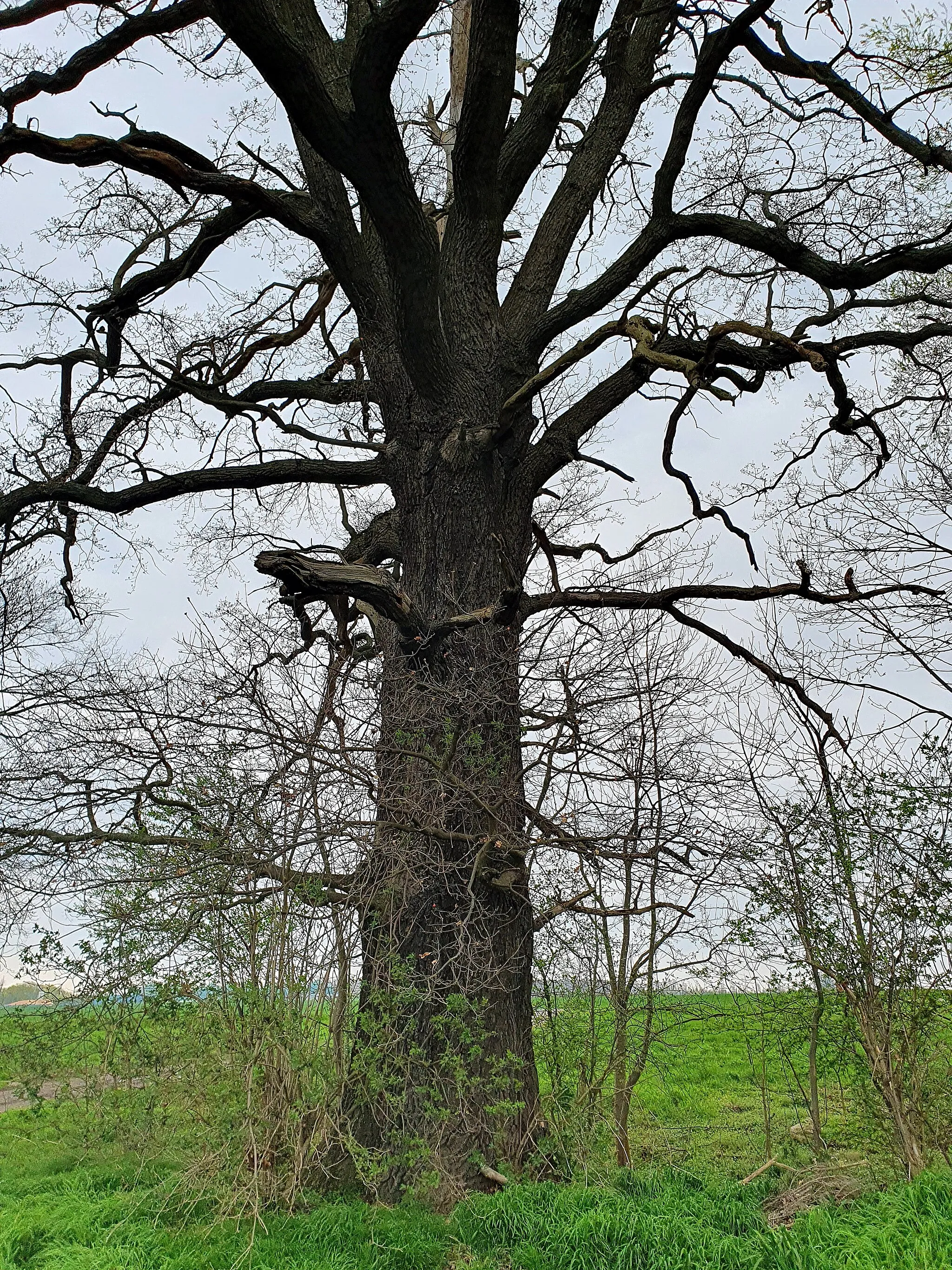 Photo showing: Naturdenkmal im Landkreis Nordsachsen: Eiche (Quercus) an der Lober bei Zschölkau, Gemeinde Krostitz, Sachsen