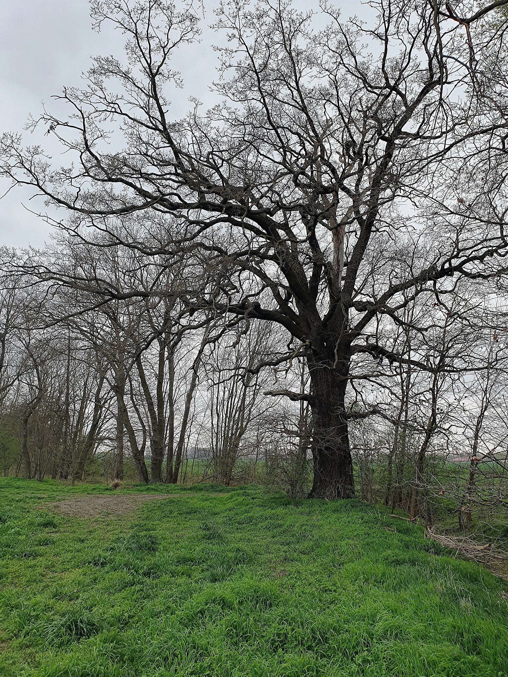 Photo showing: Naturdenkmal im Landkreis Nordsachsen: Eiche (Quercus) an der Lober bei Zschölkau, Gemeinde Krostitz, Sachsen