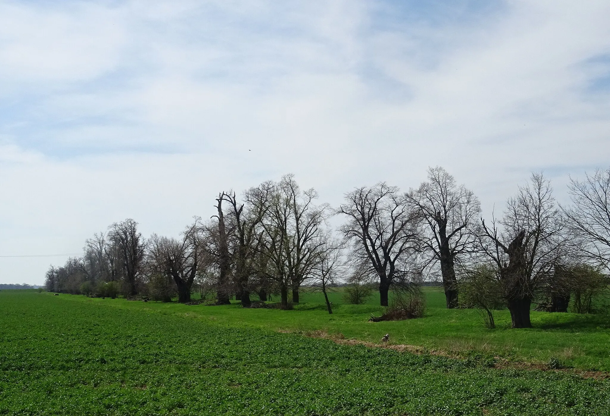 Photo showing: Neubleeserrn denkmalgeschützte Allee