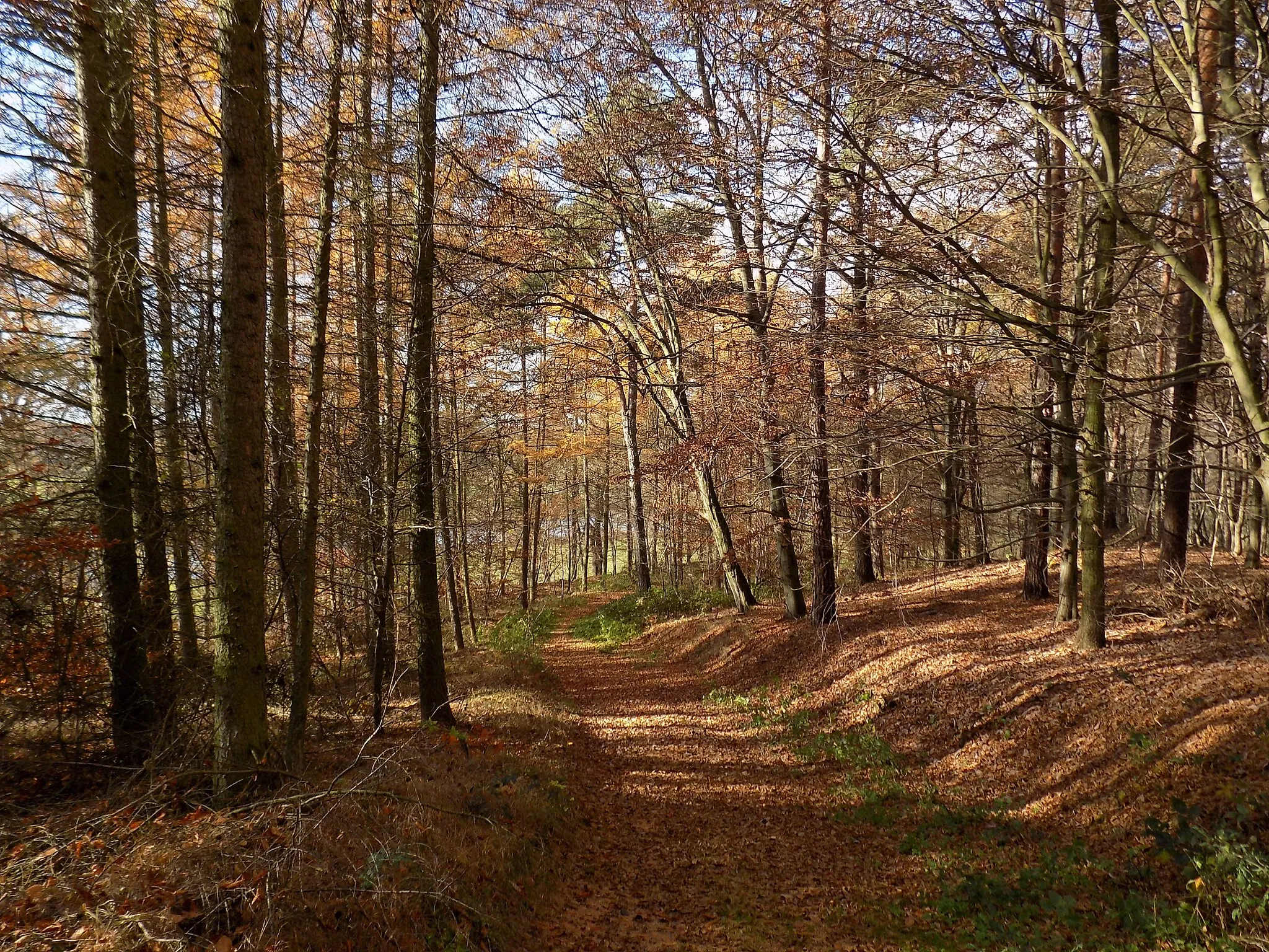 Photo showing: Forest path in the Müncherholz near Höfgen (Grimma, Leipzig district, Saxony)