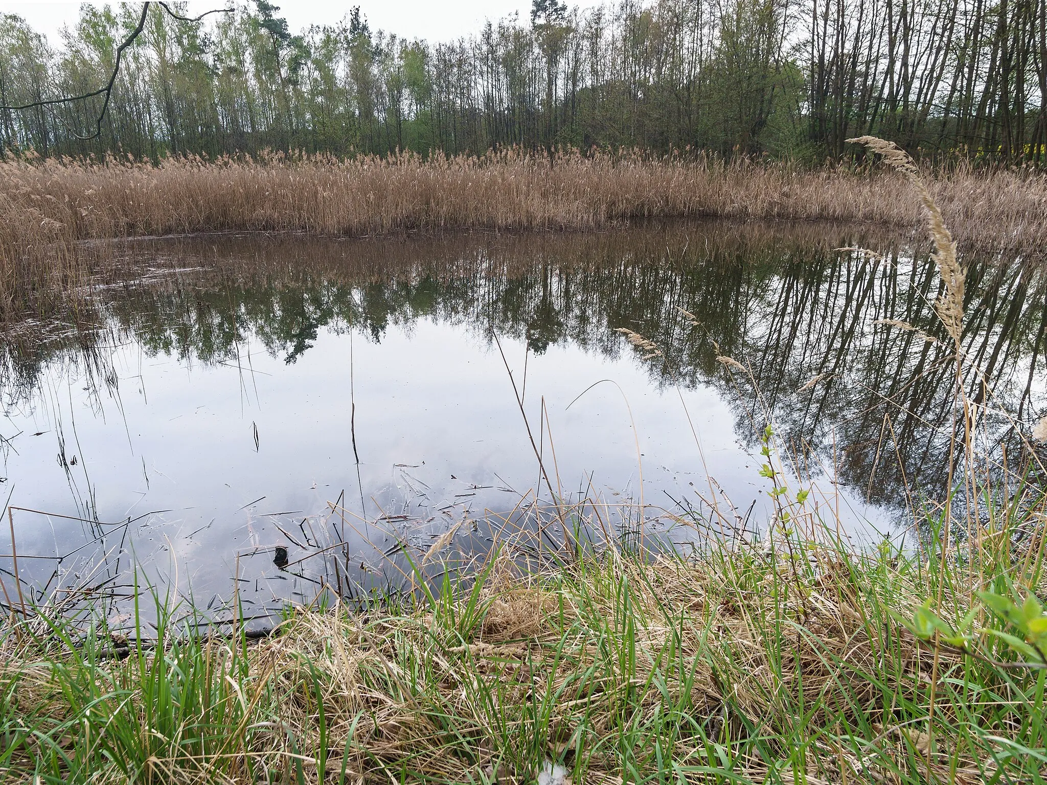 Photo showing: Flächennaturdenkmal Rothmanns Teich, am südlichen Ortsrand, südöstlich der Teichstraße in Belgern-Schildau OT Probsthain tdo: 331, nso248