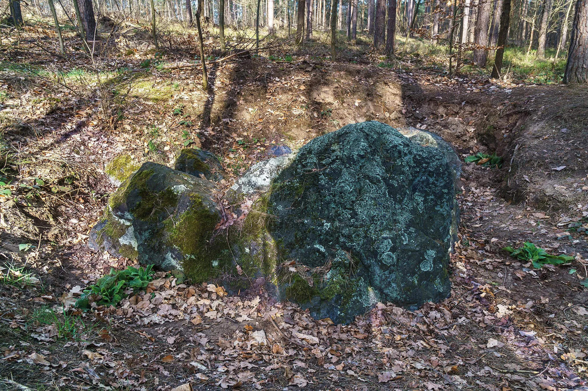 Photo showing: Findling "Blauer Stein Wohlau" in der Dröschkauer Heide zwischen Bockwitz und Wohlau in Belgern-Schildau OT Wohlau. Ansicht von Westen.