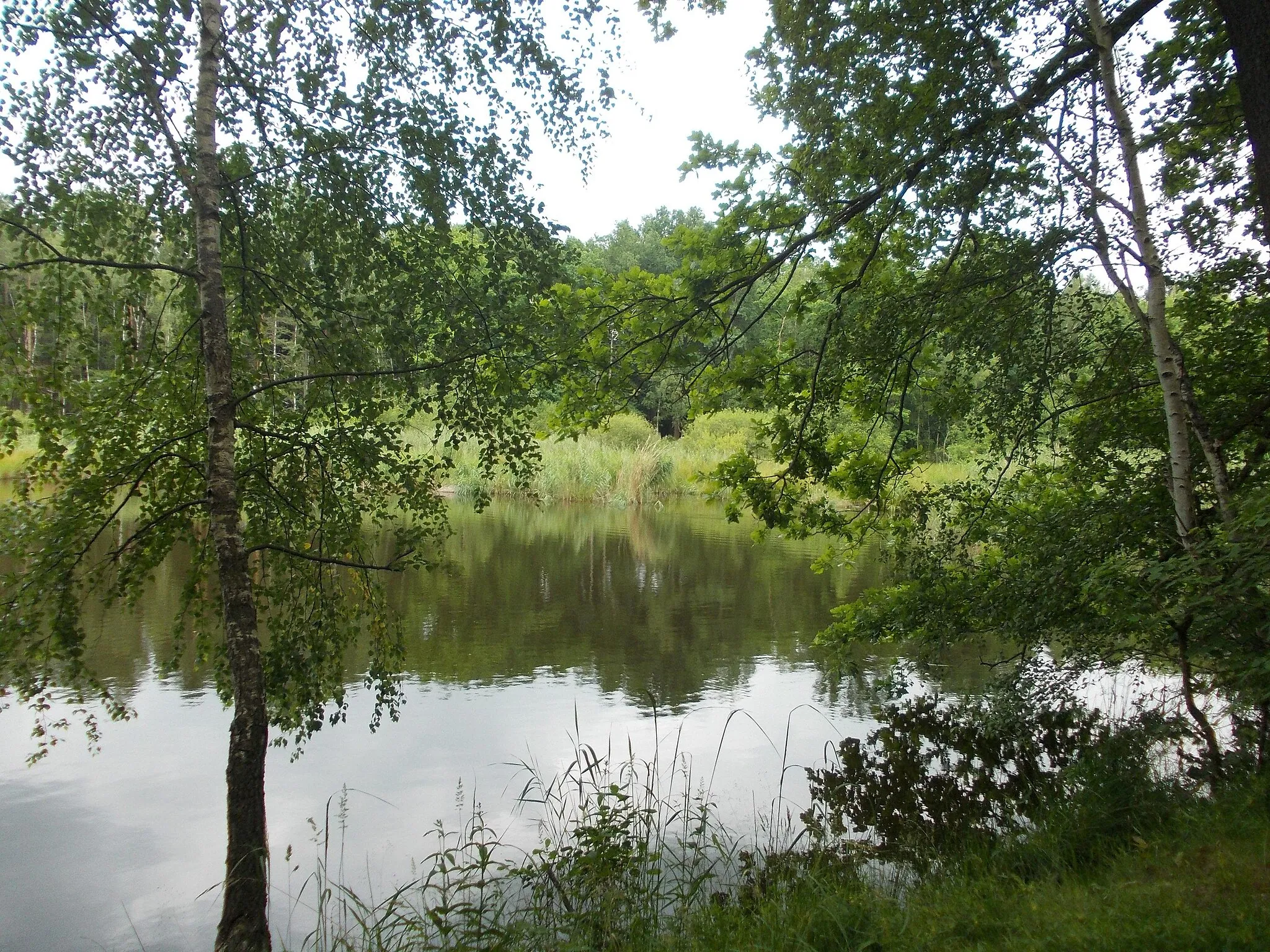 Photo showing: New pond near Zeuckritz (Caveritz, Nordsachsen district, Saxony) in the Reudnitz nature reserve