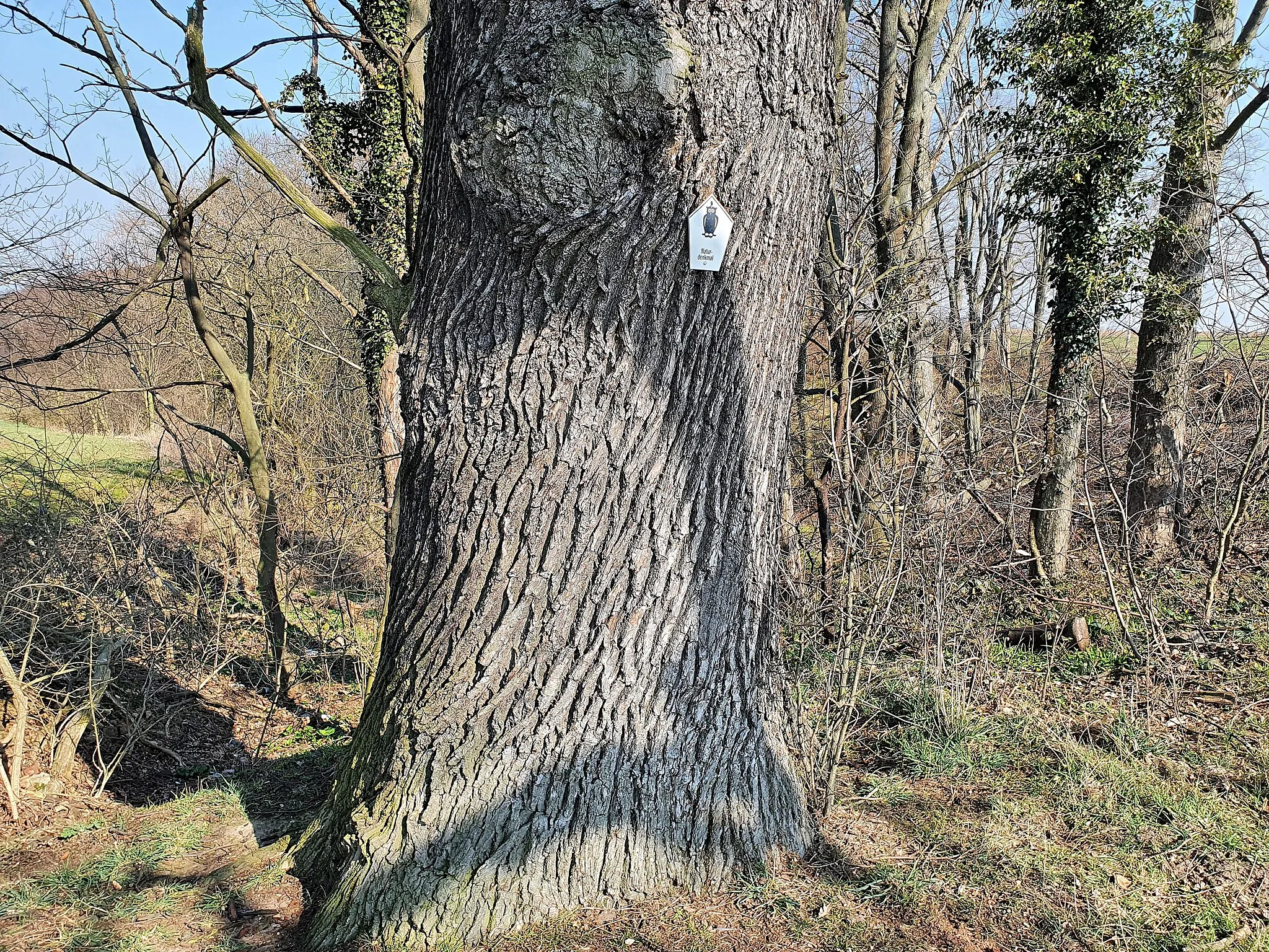 Photo showing: Naturdenkmal (LKL-ND 44): Eiche am Galgenberg bei Grimma, südwestlicher Rand NSG Döbener Wald