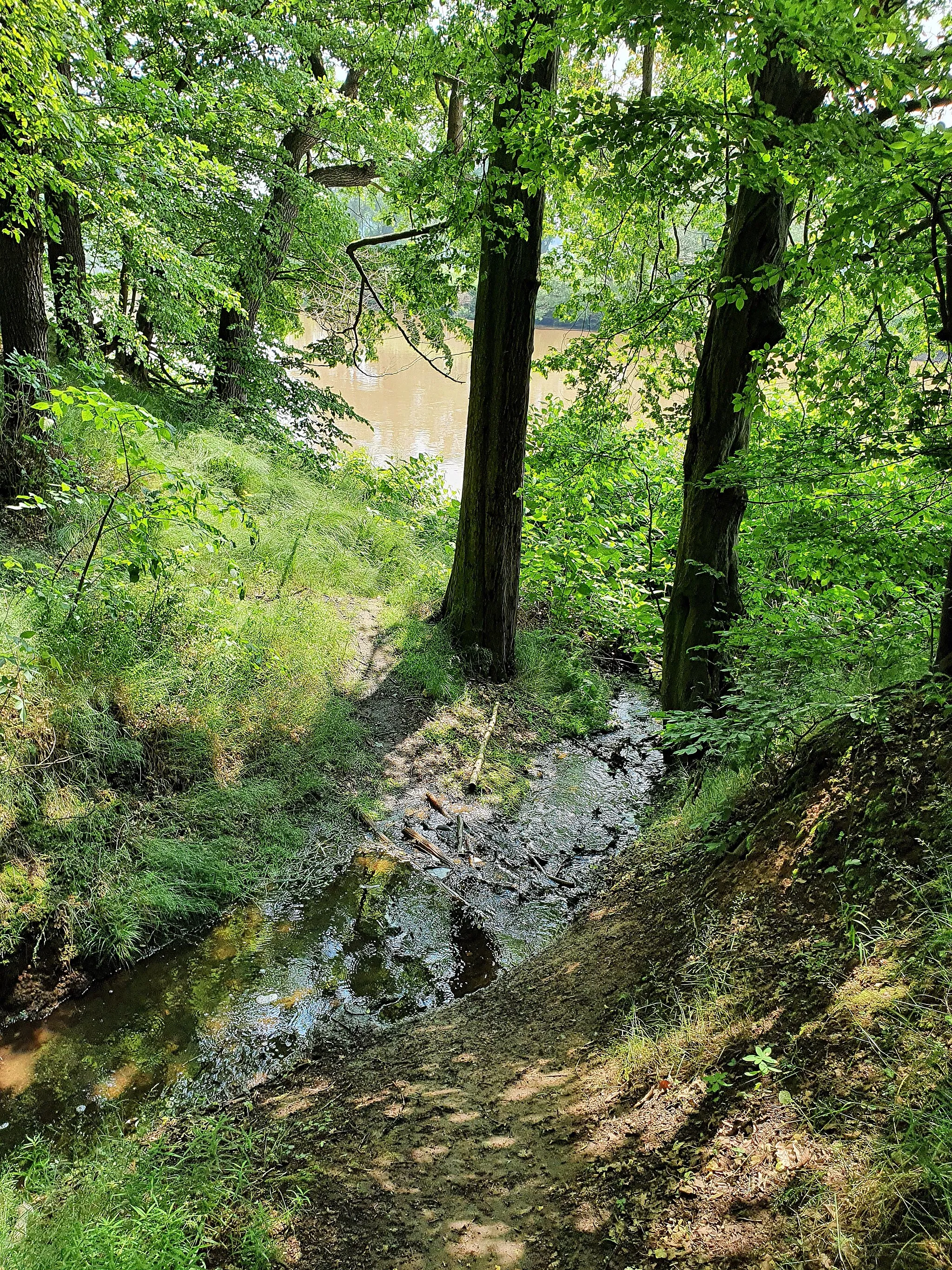Photo showing: Flächennaturdenkmal: Neumühlfelsen an der Mulde bei Grimma - Abfluß Alter Teich - Muldemündung