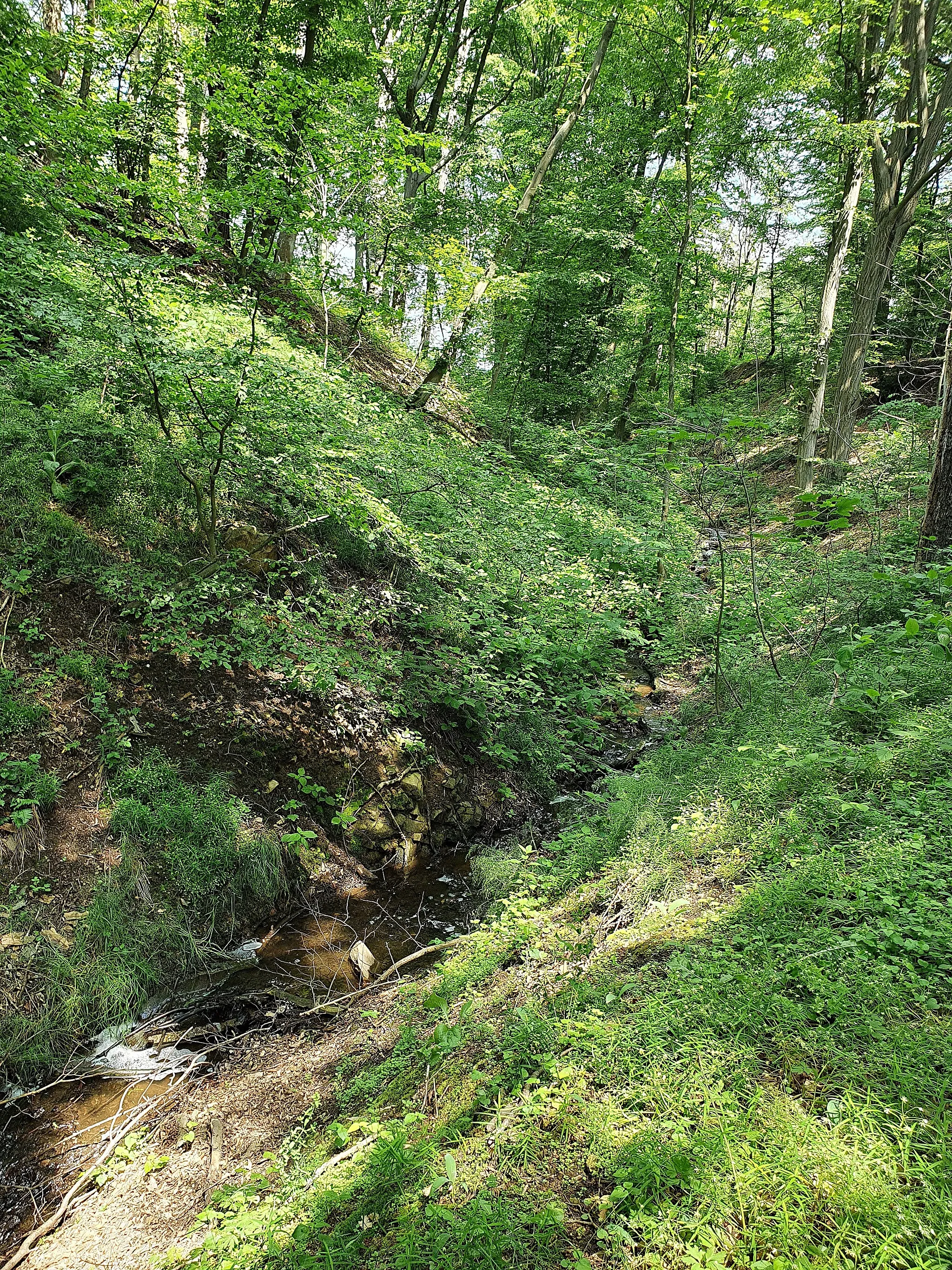 Photo showing: Flächennaturdenkmal: Neumühlfelsen an der Mulde bei Grimma - Abfluß Alter Teich - Bachtal