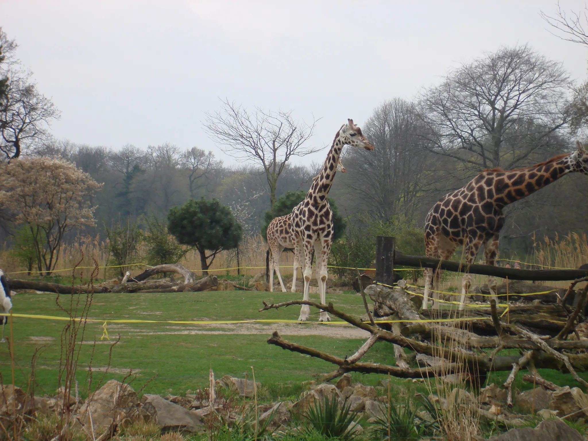 Photo showing: Giraffen im Leipziger Zoo.
