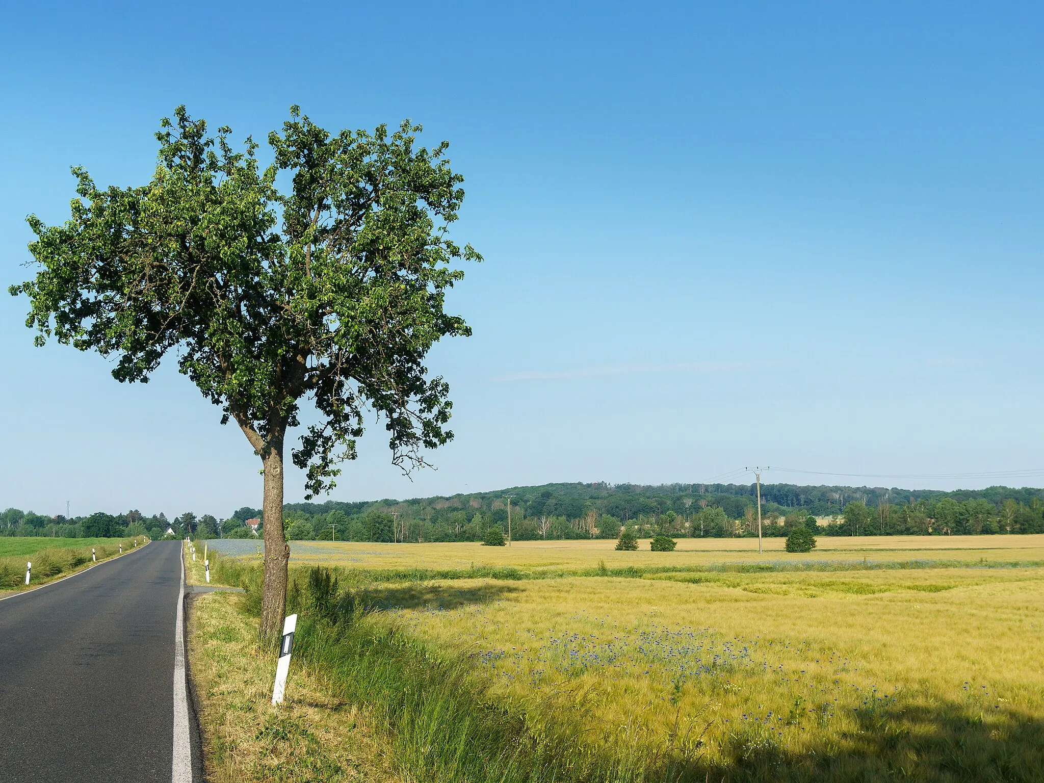 Photo showing: Naturschutzgebiet Dornreichenbacher Berg, nördlich von Mark Schönstädt, südlich von Dornreichenbach in Lossatal OT Dornreichenbach. Kennung: L13 ; WDPA 162789