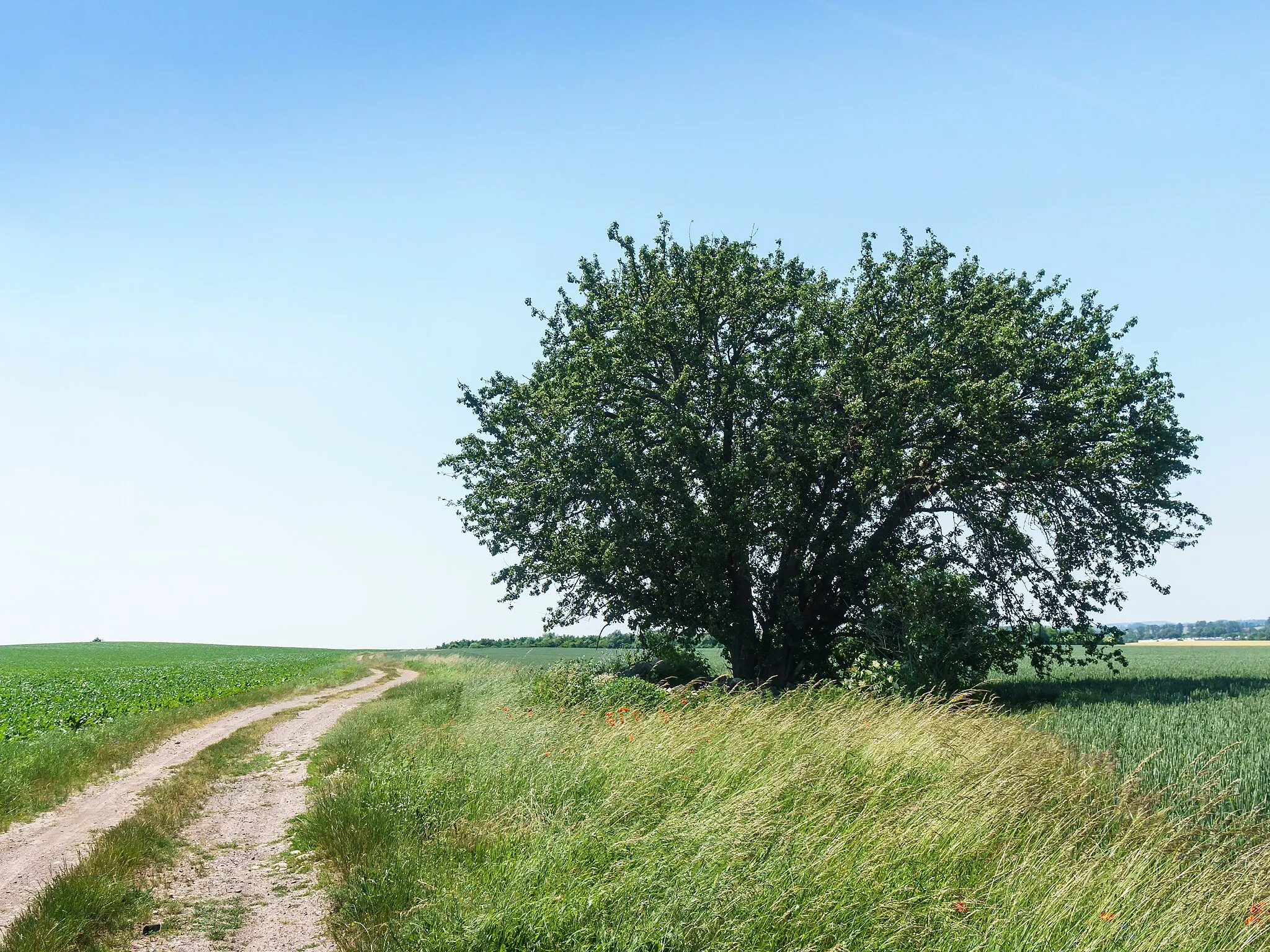 Photo showing: Naturdenkmal Wildbirne am Bötzener Weg in Jesewitz OT Wölpern