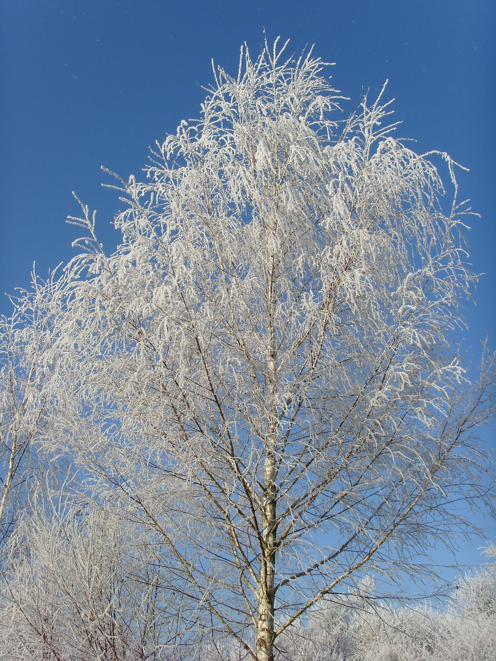 Photo showing: Weihnachts- und Neujahrsgruß vom Fotomeister