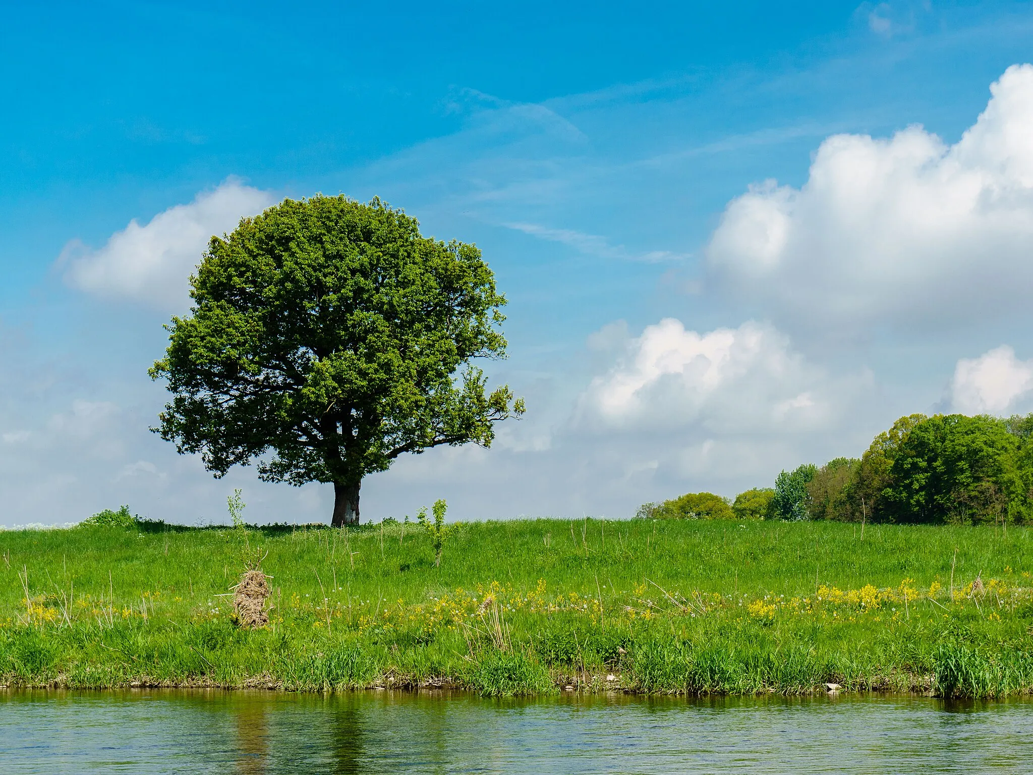 Photo showing: Solitär stehender Baum am rechten Ufer der Mulde bei Kössern