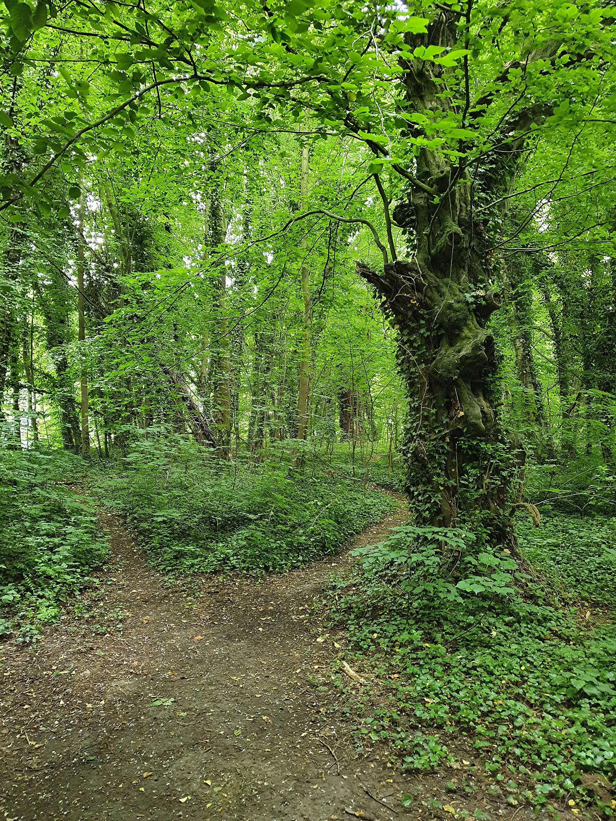 Photo showing: Flächennaturdenkmal: Flußwaldstück Schlummerstube (Bahren) - Weg zum Muldeufer