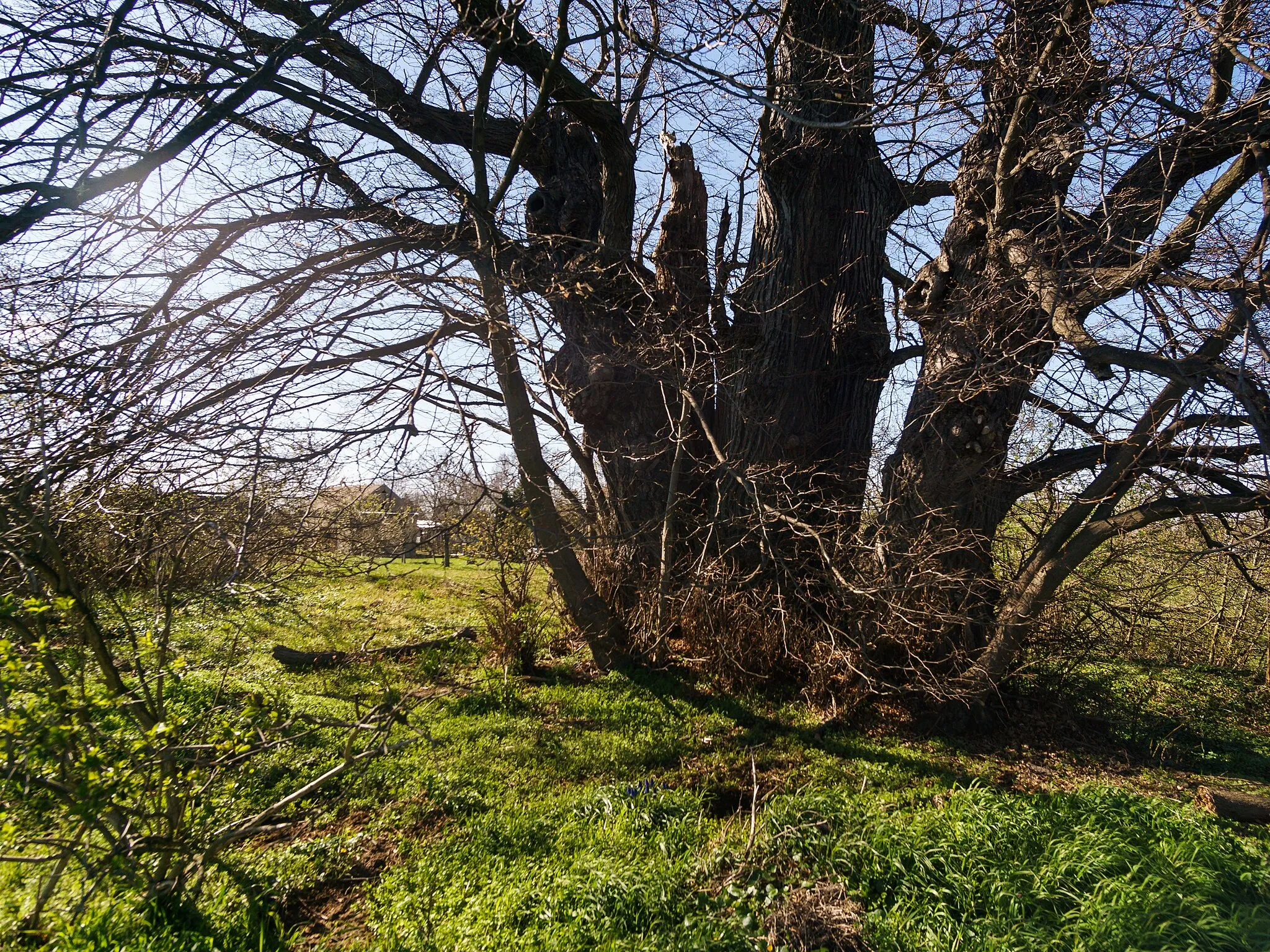 Photo showing: Naturdenkmal Vier Linden (nso292) östlich des Grundstück Gastewitzer Straße 9 in Naundorf OT Stennschütz