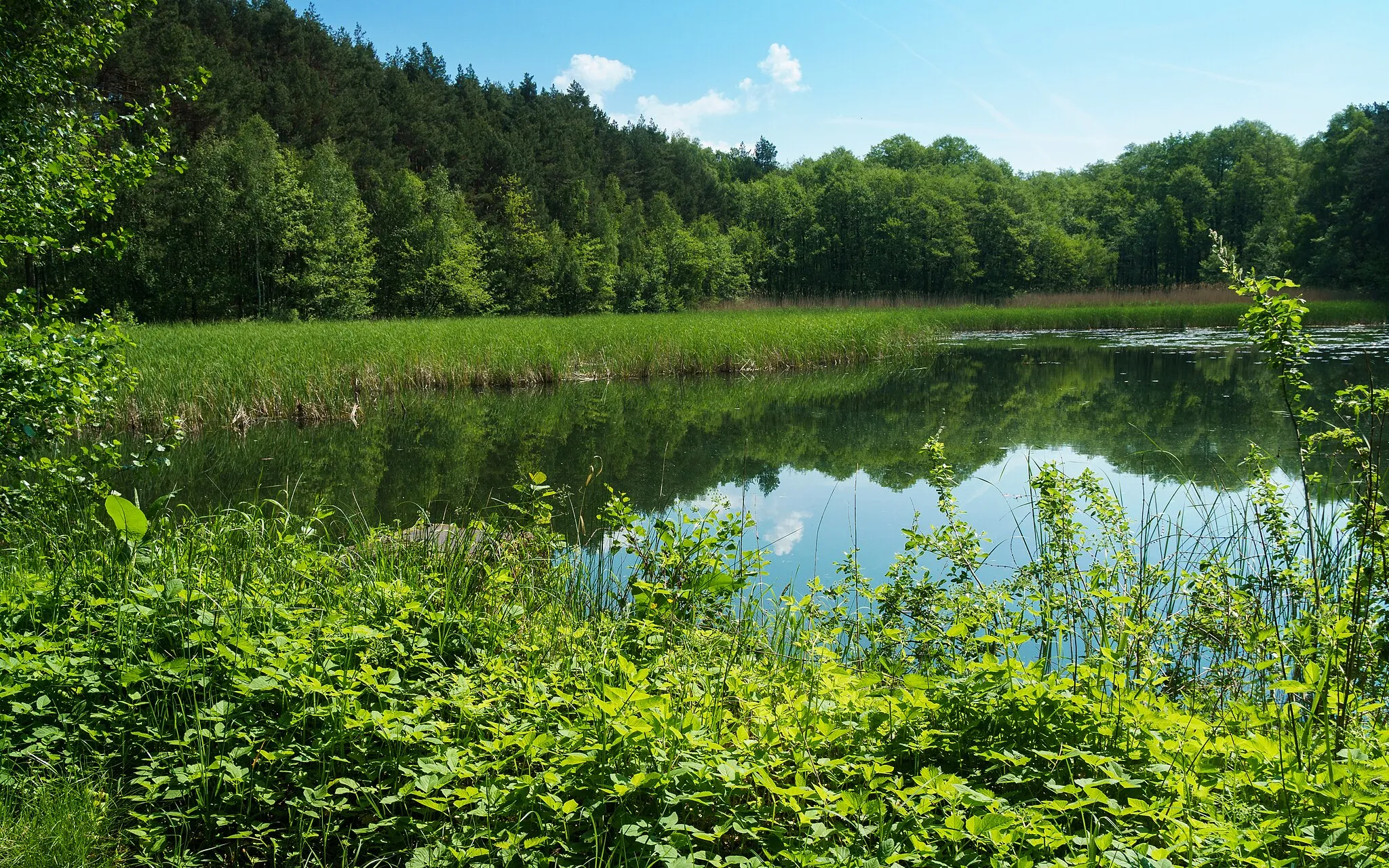 Photo showing: Krummer Teich (Fauna-Flora-Habitat-Gebiet) bei Dahlen OT Ochsensaal