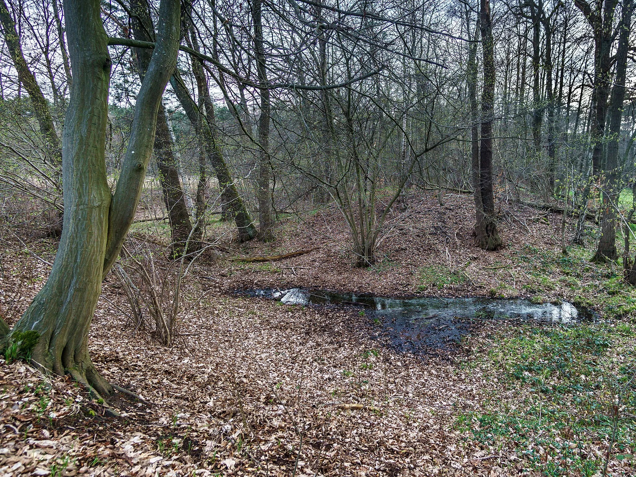 Photo showing: Wasserburg, das sogenannte "Alte Schloss" am Krummen Teich bei Dahlen OT Ochsensaal. Burghügel und Wälle des Bodendenkmal sind von einem Wall-Graben-System umgeben