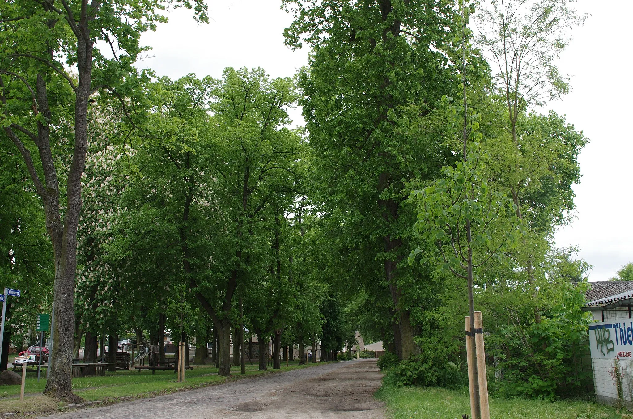 Photo showing: Zossen in Brandenburg. Die Eichen stehen in der Straße Weinberg und sind ein Naturdenkmal.