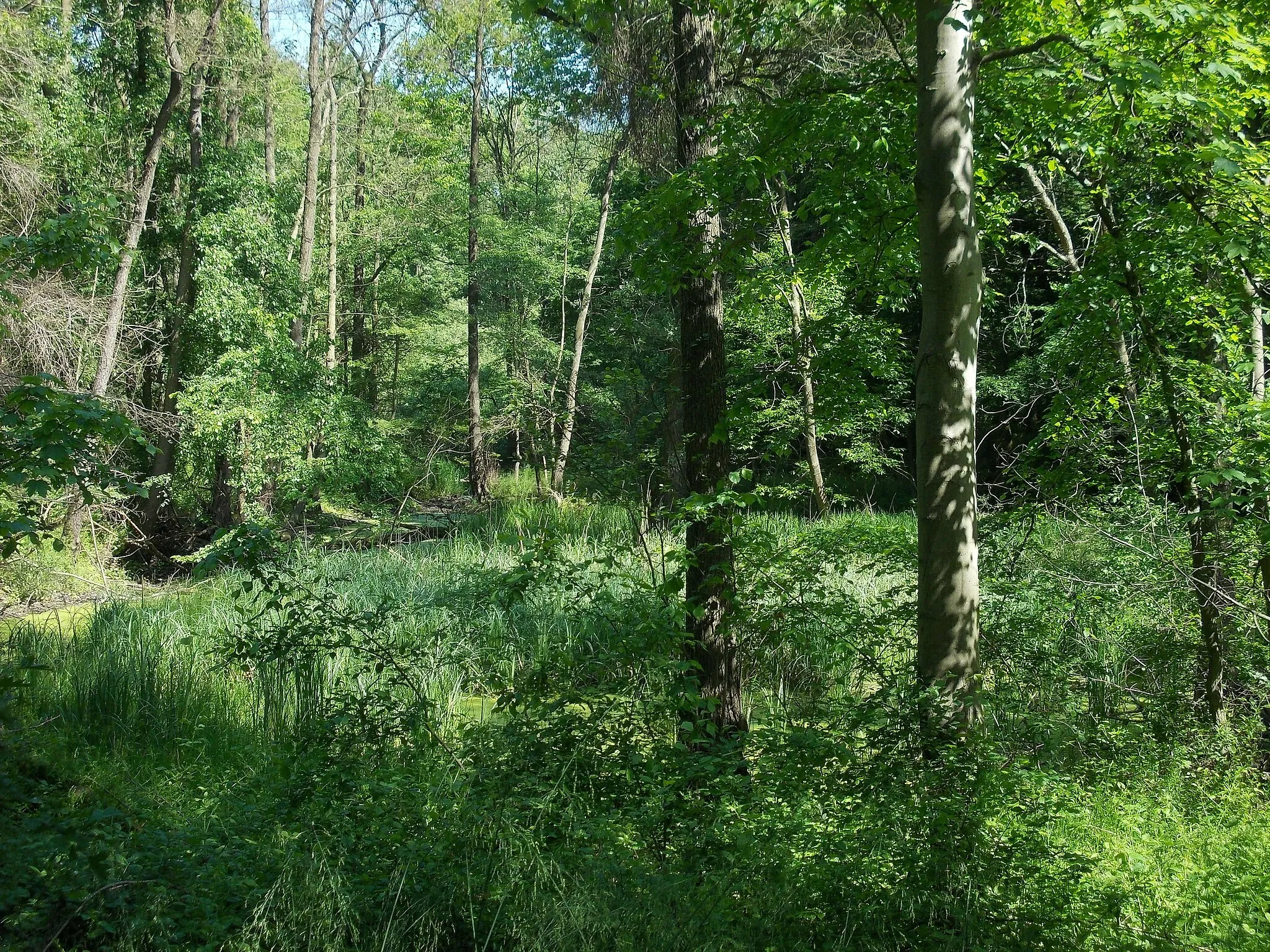 Photo showing: At the Hakenteich, part of the Burgaue nature reserve (Leipzig, Saxony)