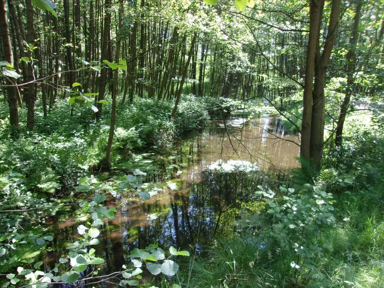 Photo showing: vgl. wikipedia: "Der Bornbach ist ein etwa 12 km langer linker Nebenfluss der Stederau im niedersächsischen Landkreis Uelzen.
Er hat seine Quelle südwestlich von Nienwohlde (Gemeinde Wrestedt, Samtgemeinde Aue). Von dort fließt er in nördlicher Richtung, durchquert das 283 ha große Naturschutzgebiet Bornbachtal, westlich vorbei an Wrestedt und am östlichen Ortsrand von Borne (Stadt Uelzen). Er nimmt rechtsseitig den Eisenbach auf, fließt westlich von Niendorf II als Wrestedter Bach weiter und mündet am nördlichen Ortsrand von Niendorf II in die Stederau."