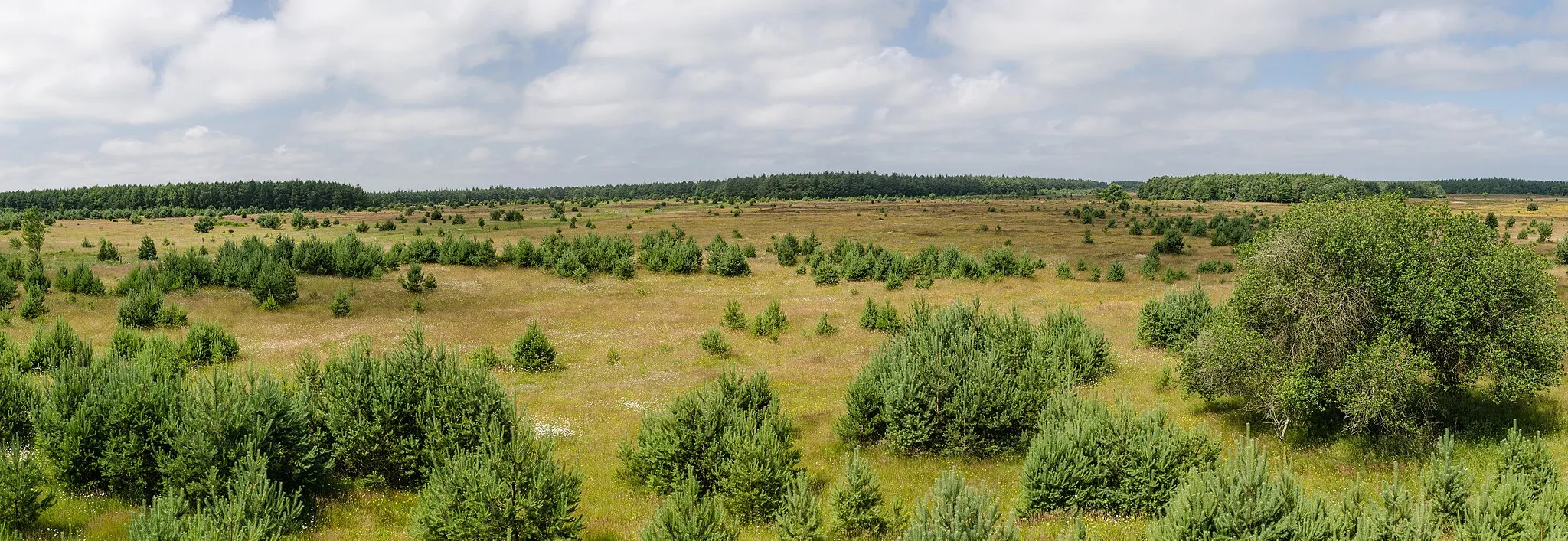 Photo showing: Panoramic view of Nature reserve Küstenheide near Altenwalde, Cuxhaven, Germany