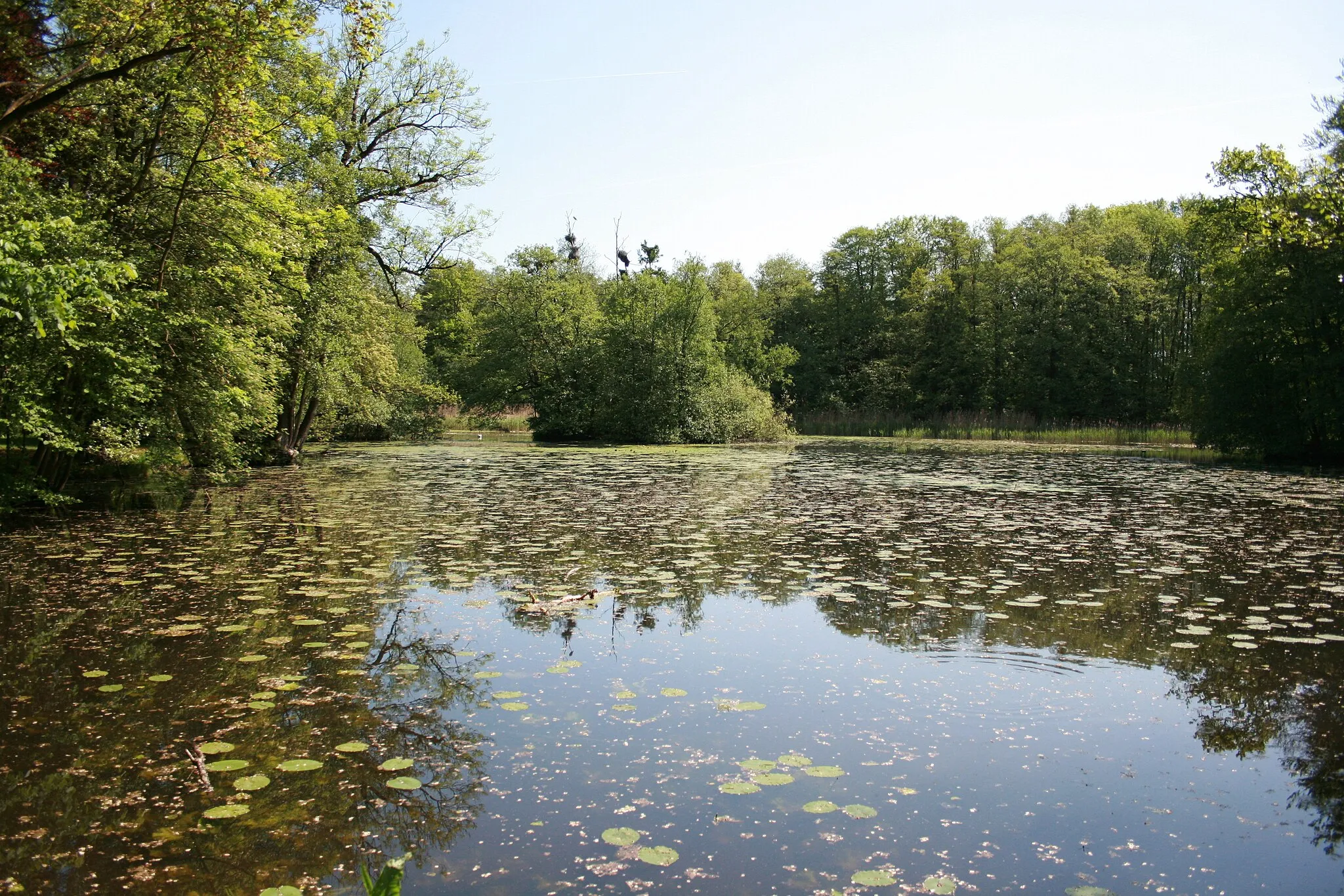 Photo showing: Mühlenteich des Hahnenbachs, Brochdorf, Neuenkirchen (Lüneburger Heide)