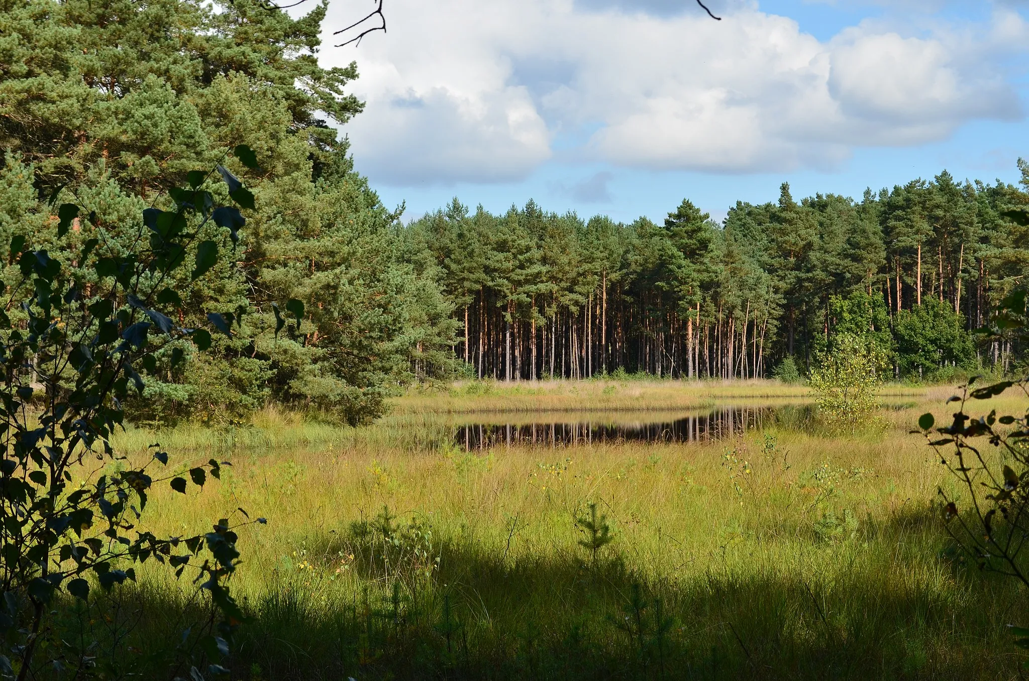 Photo showing: Naturschutzgebiet Bansee bei Hademstorf, Niedersachsen, Deutschland