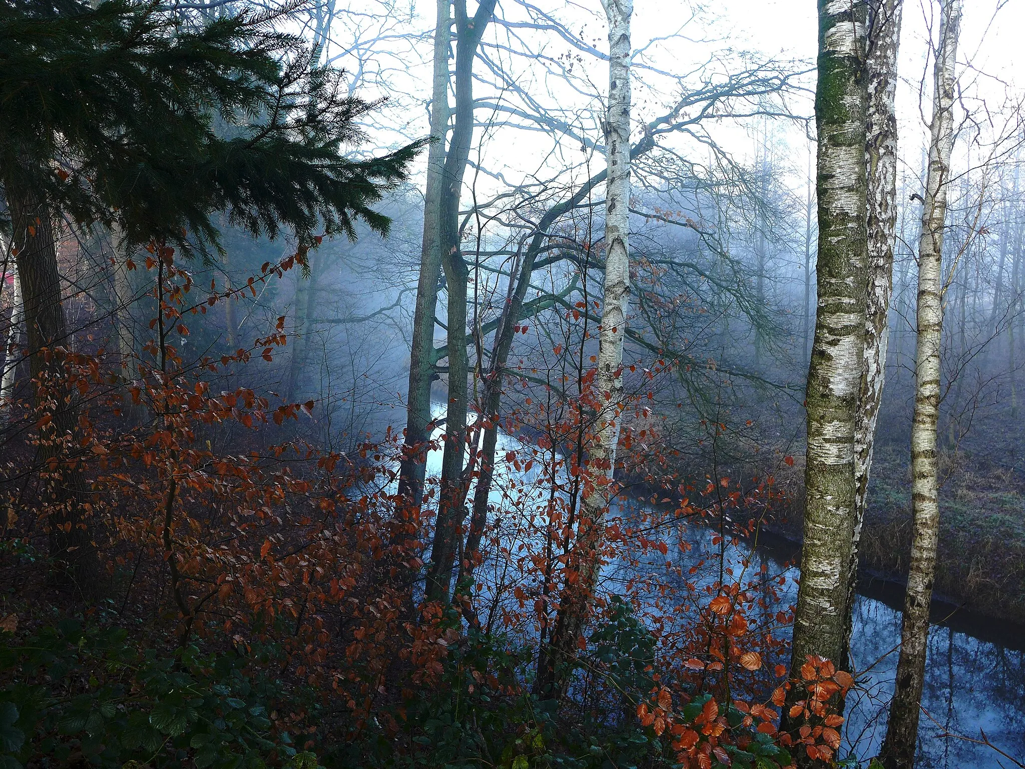 Photo showing: Die Böhmeschlucht bei Vierde (Bad Fallingbostel) im Dezember 2016.