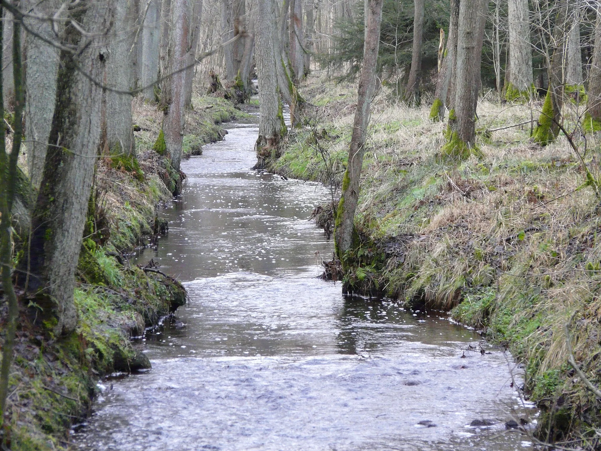 Photo showing: River Fulde in Walsrode