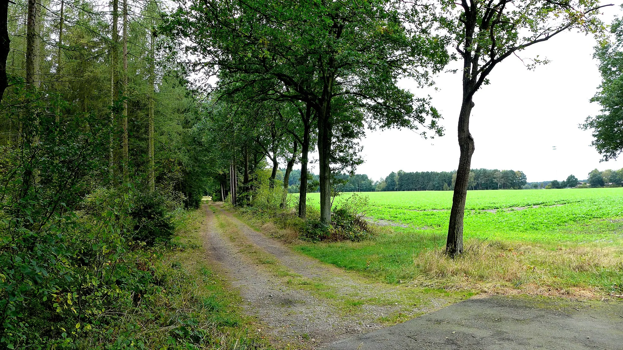 Photo showing: Wirtschaftsweg zwischen Feld und Wald in Leverdingen, einem Ortsteil von Neuenkirchen (Heidekreis). Aufnahmedatum 2016-10.