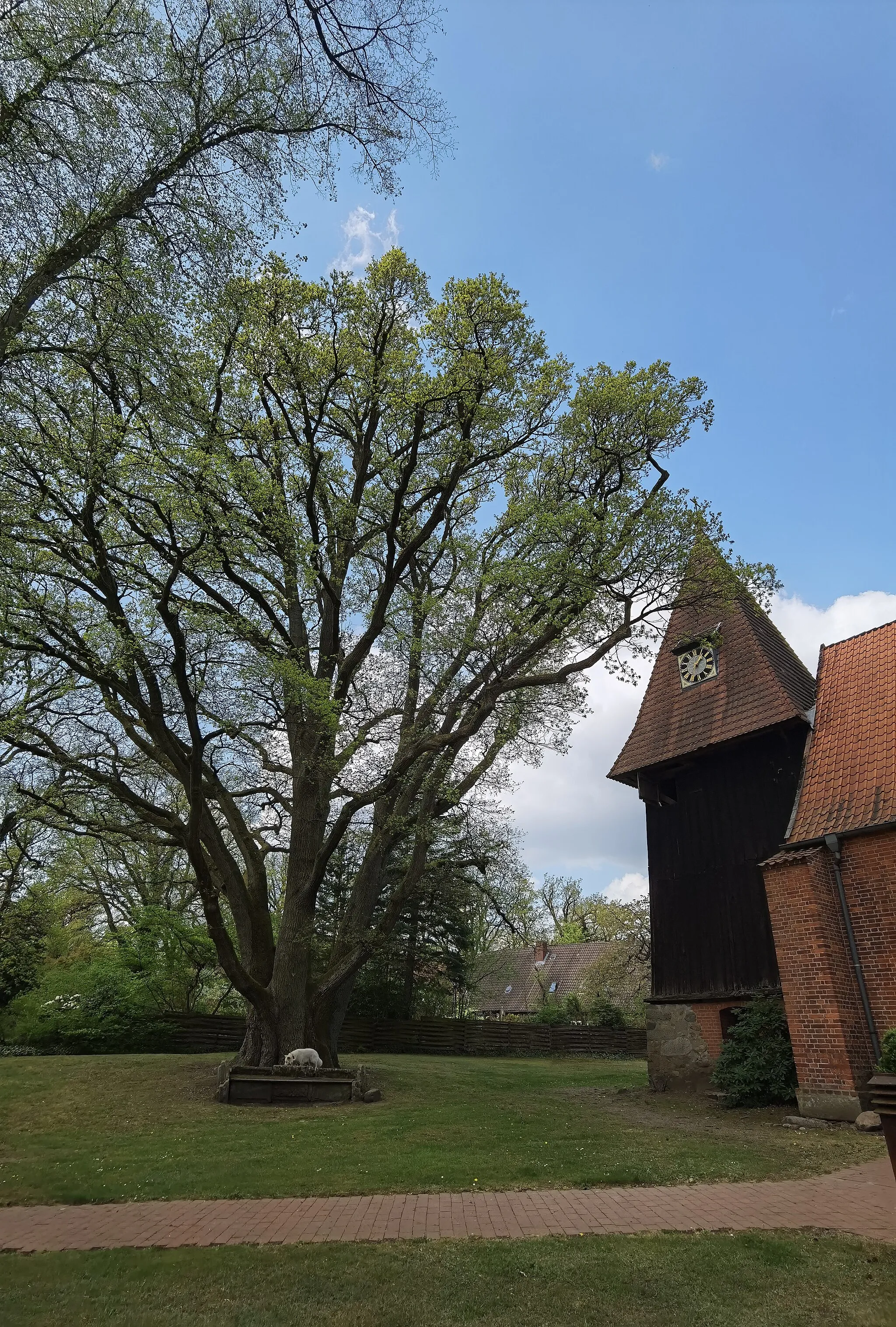 Photo showing: Stiel-Eiche an der Kirche Eimke, ca. 500 Jahre altes Naturdenkmal